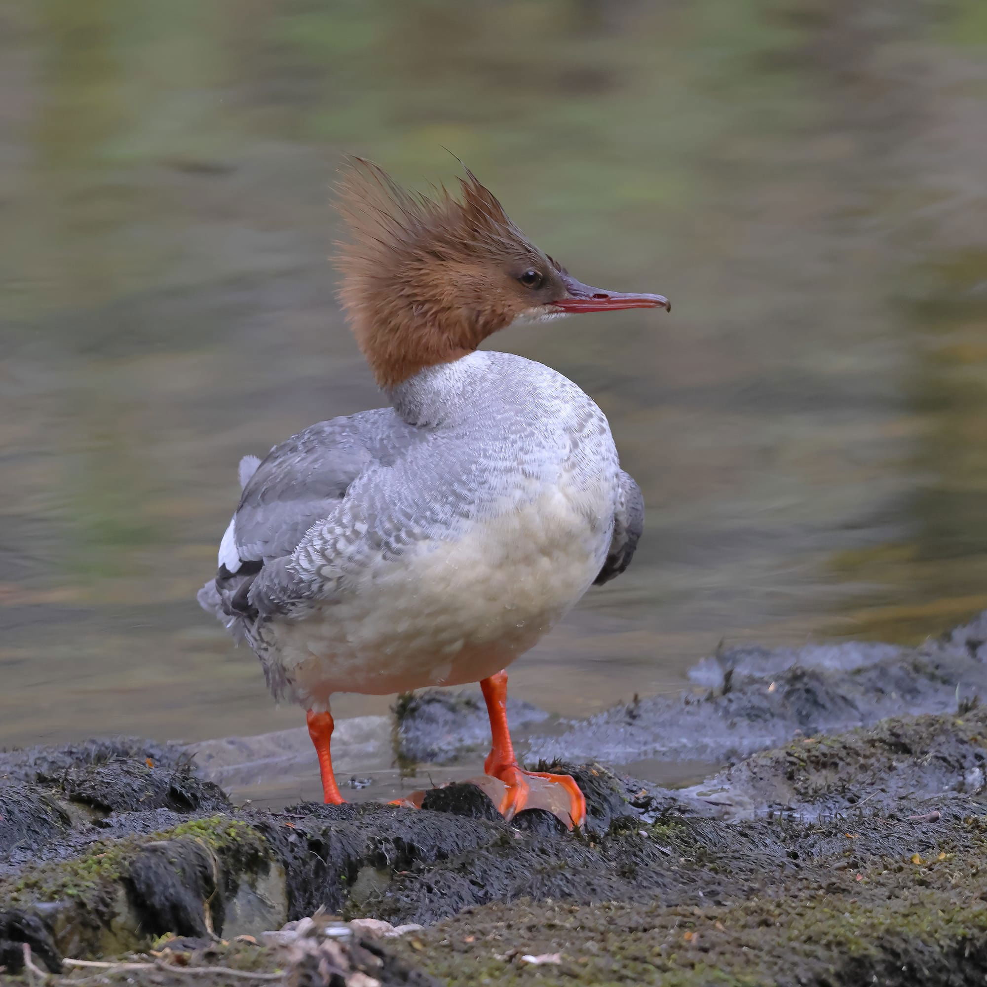 Goosander