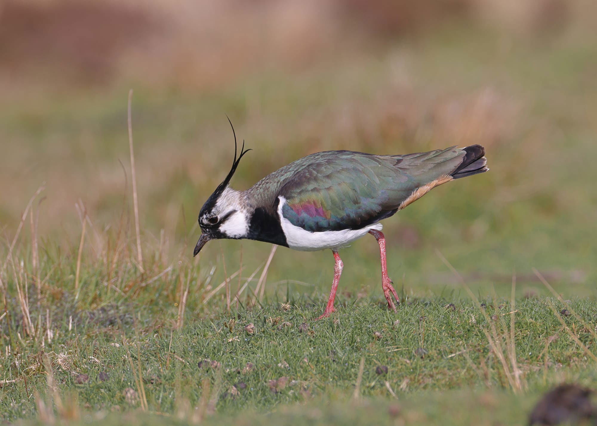 Lapwing