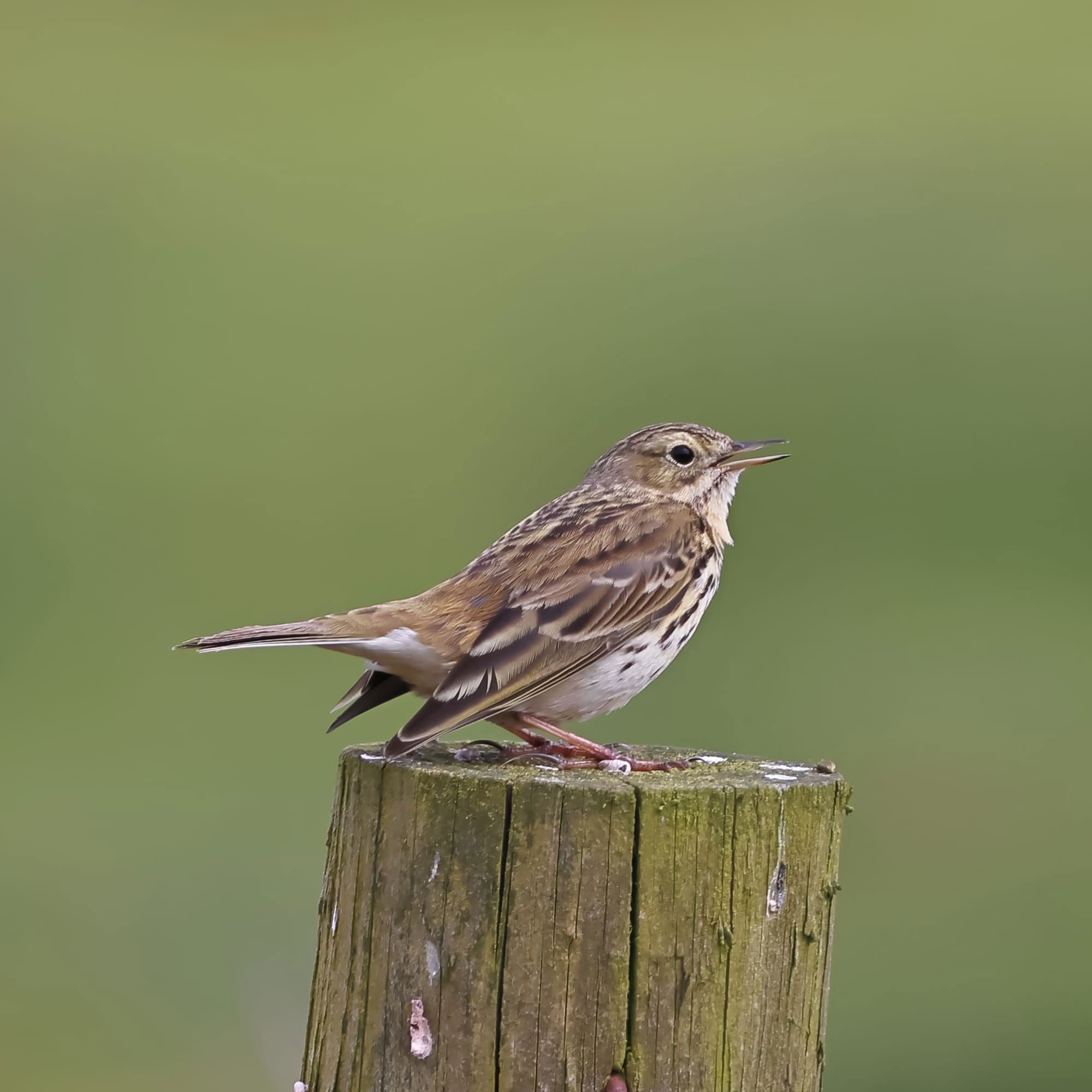 Meadow Pipit