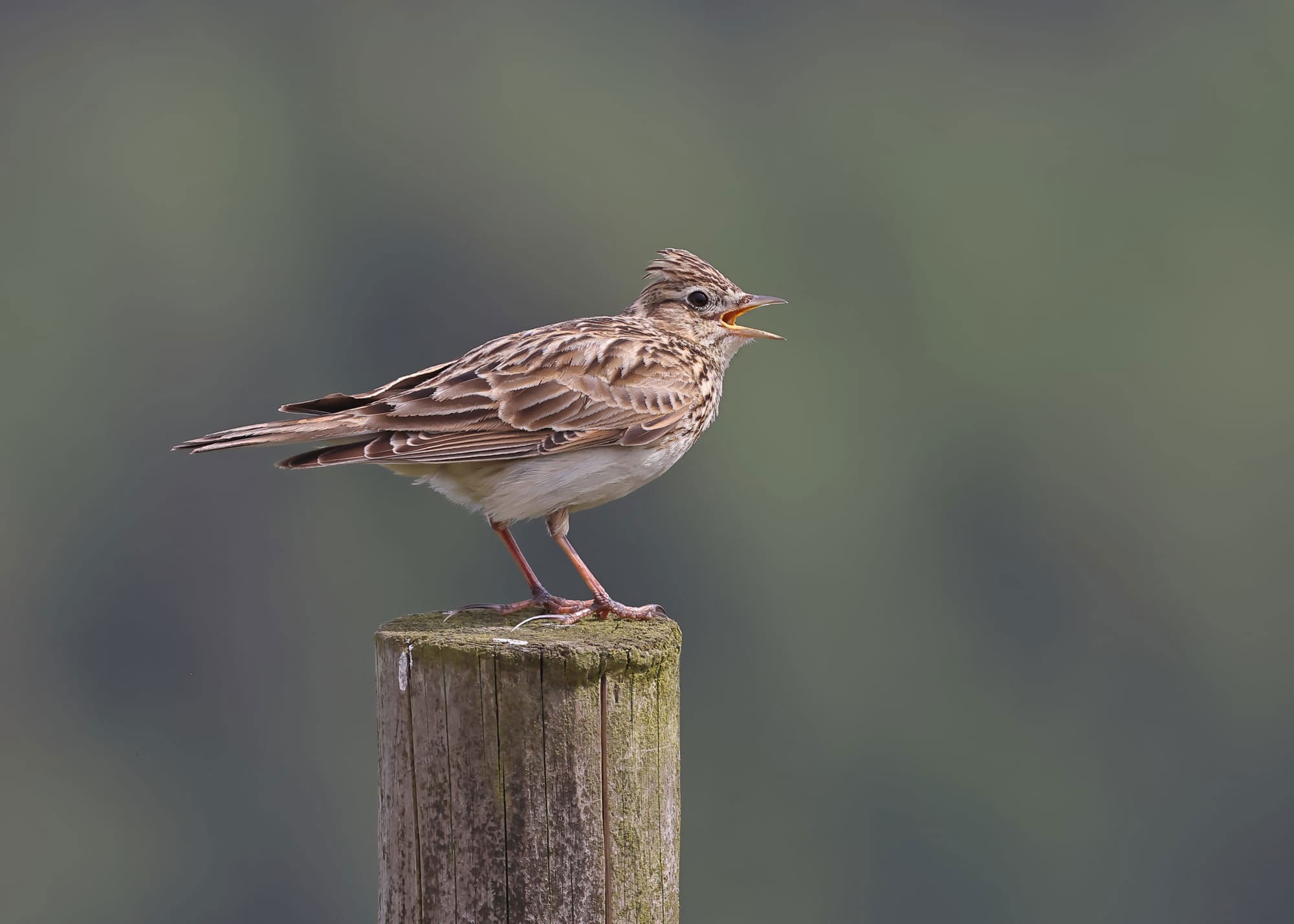 Skylark