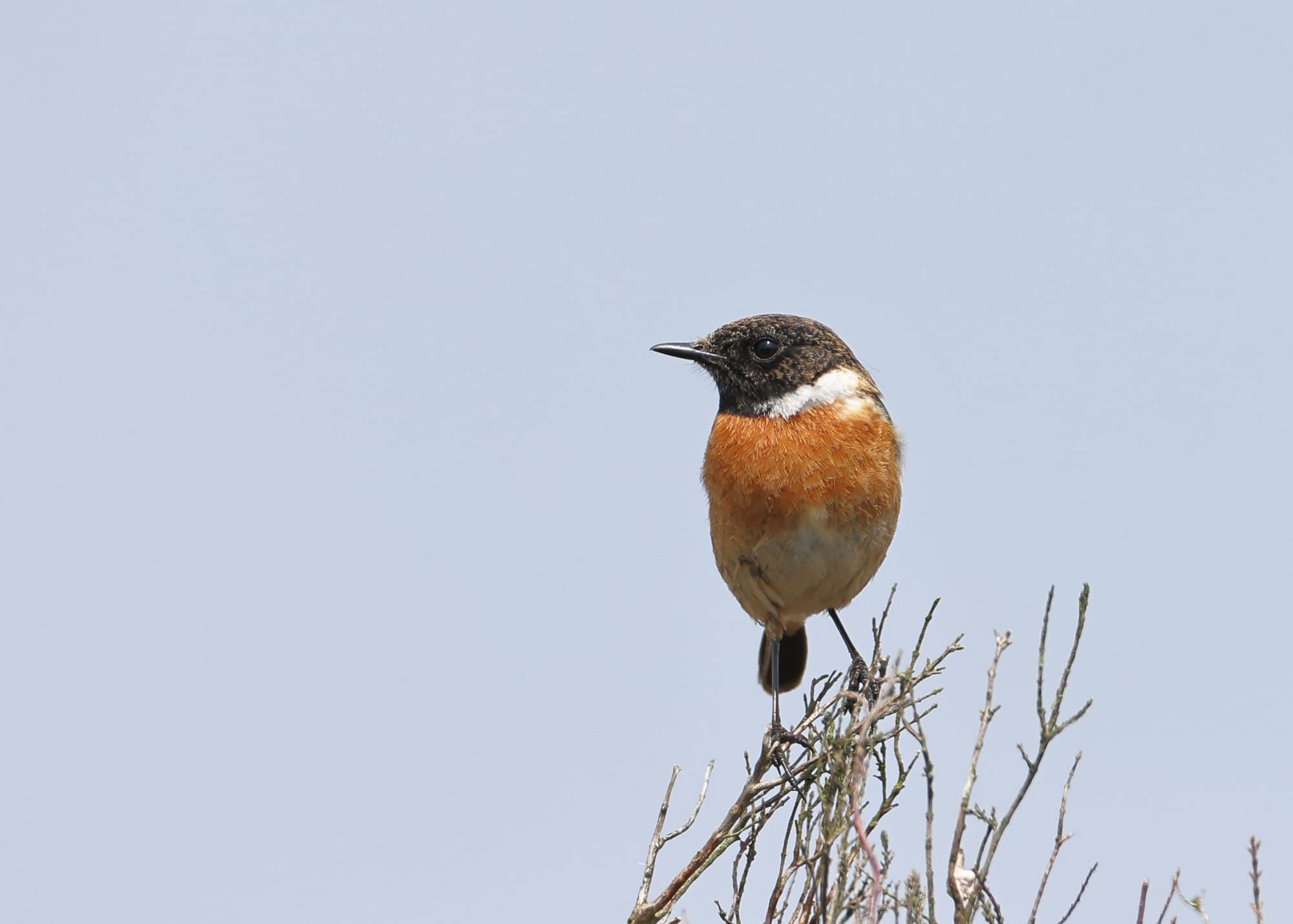 Stonechat