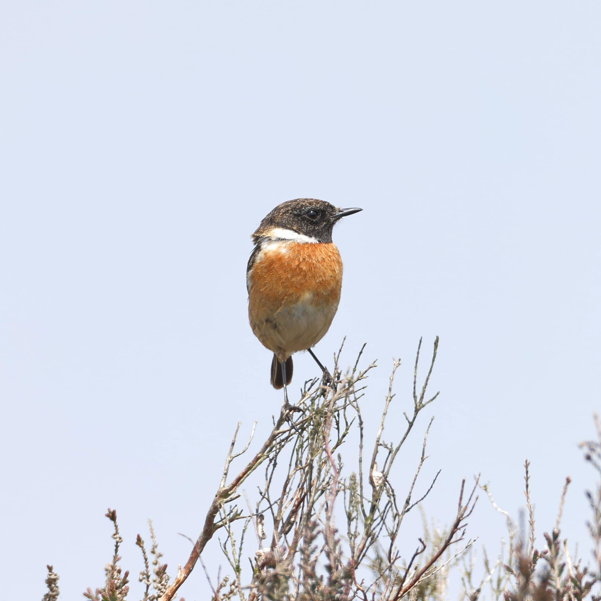 Stonechat