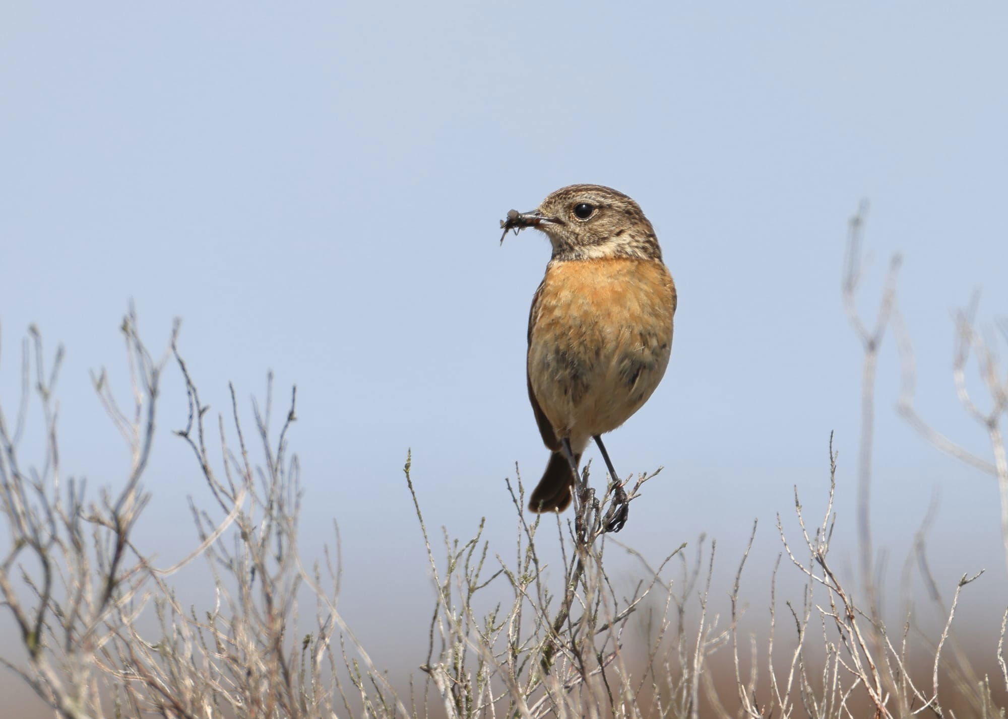 Stonechat