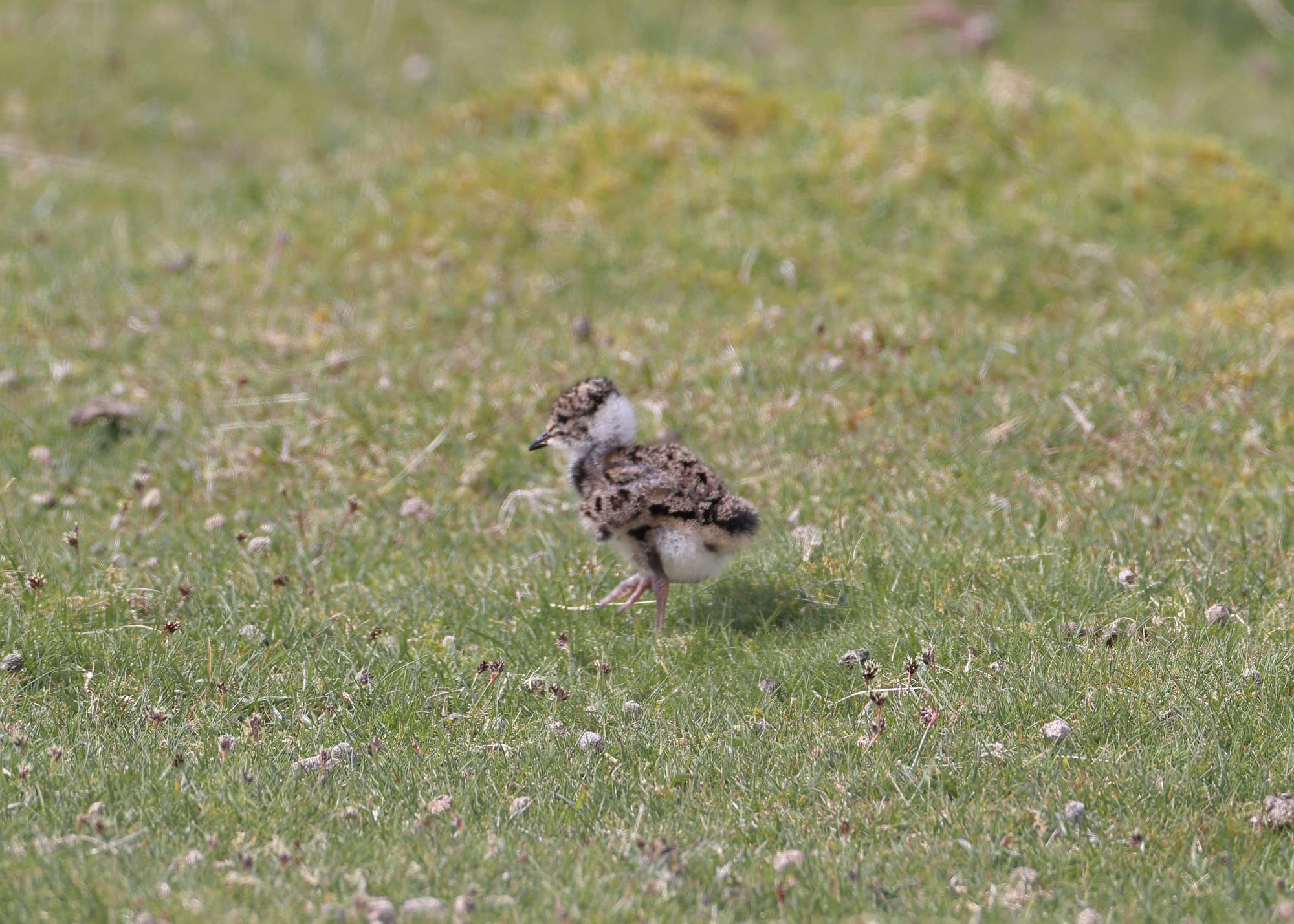 Lapwing