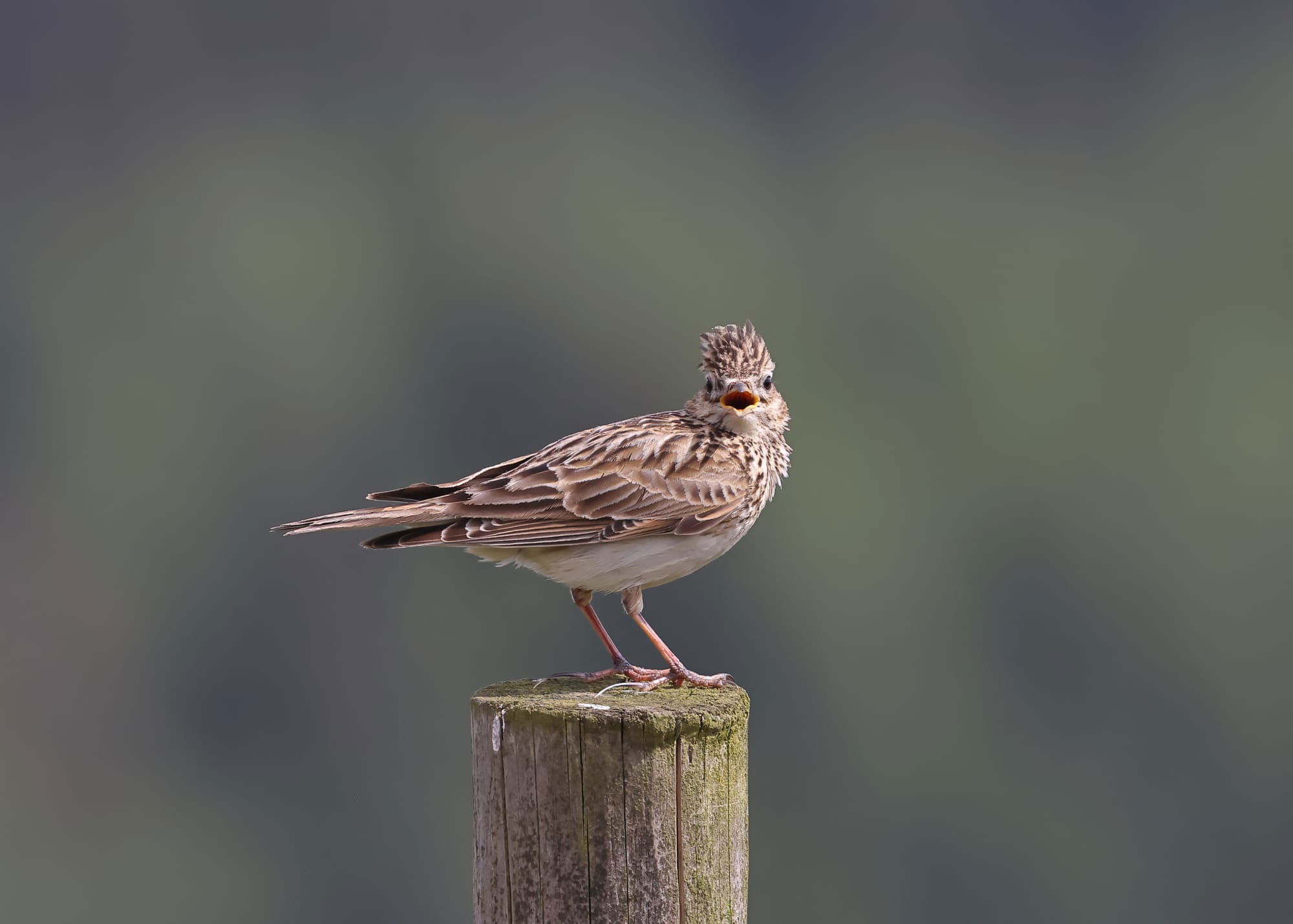 Skylark