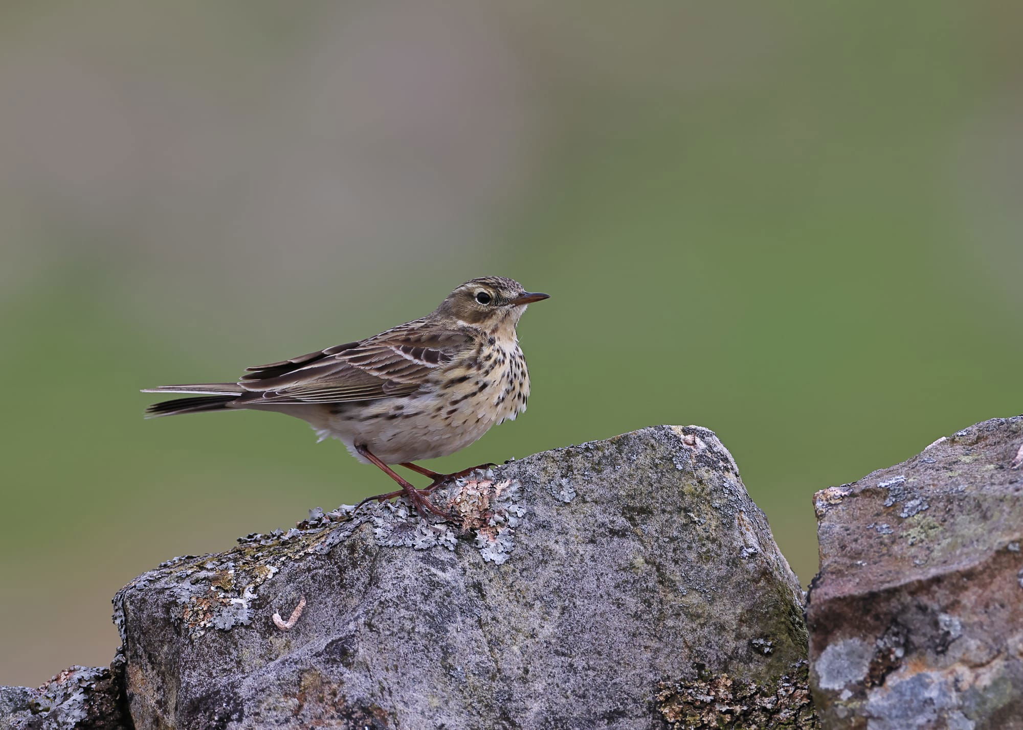 Meadow Pipit