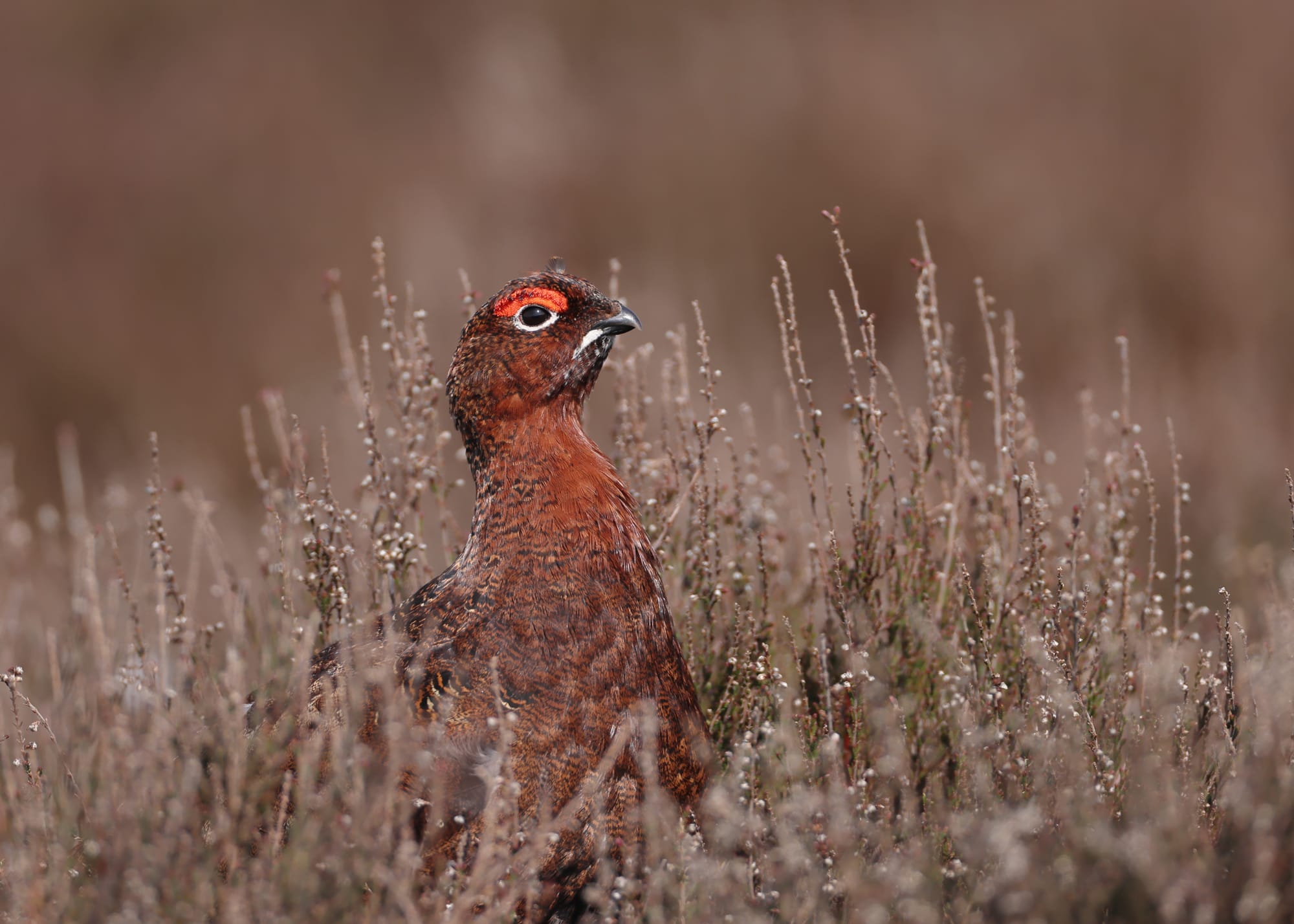 Red Grouse