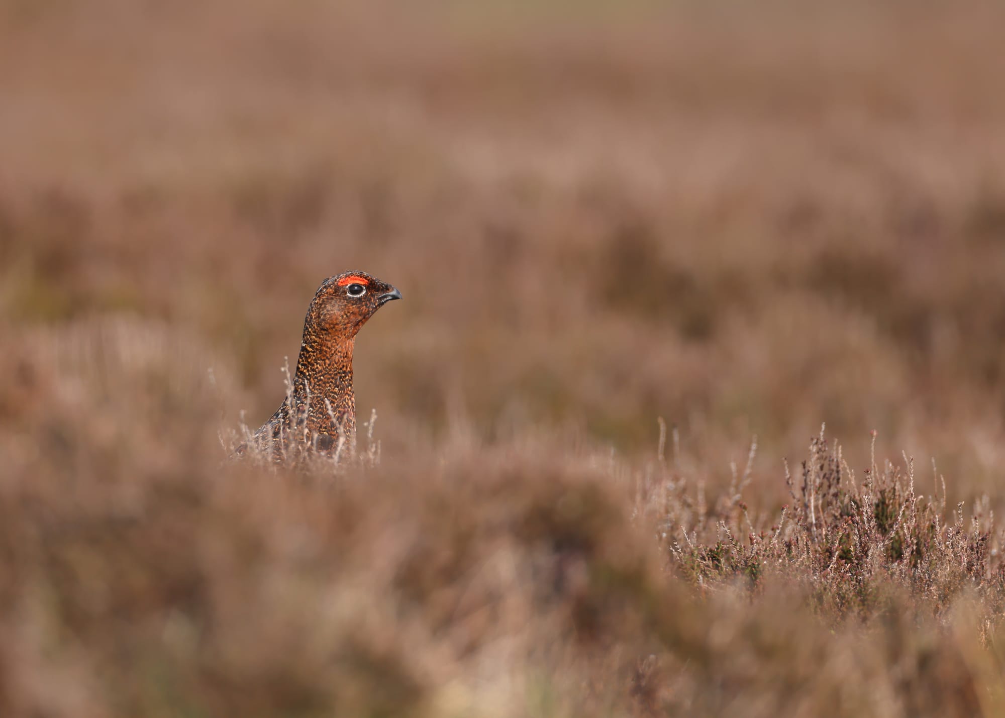 Red Grouse