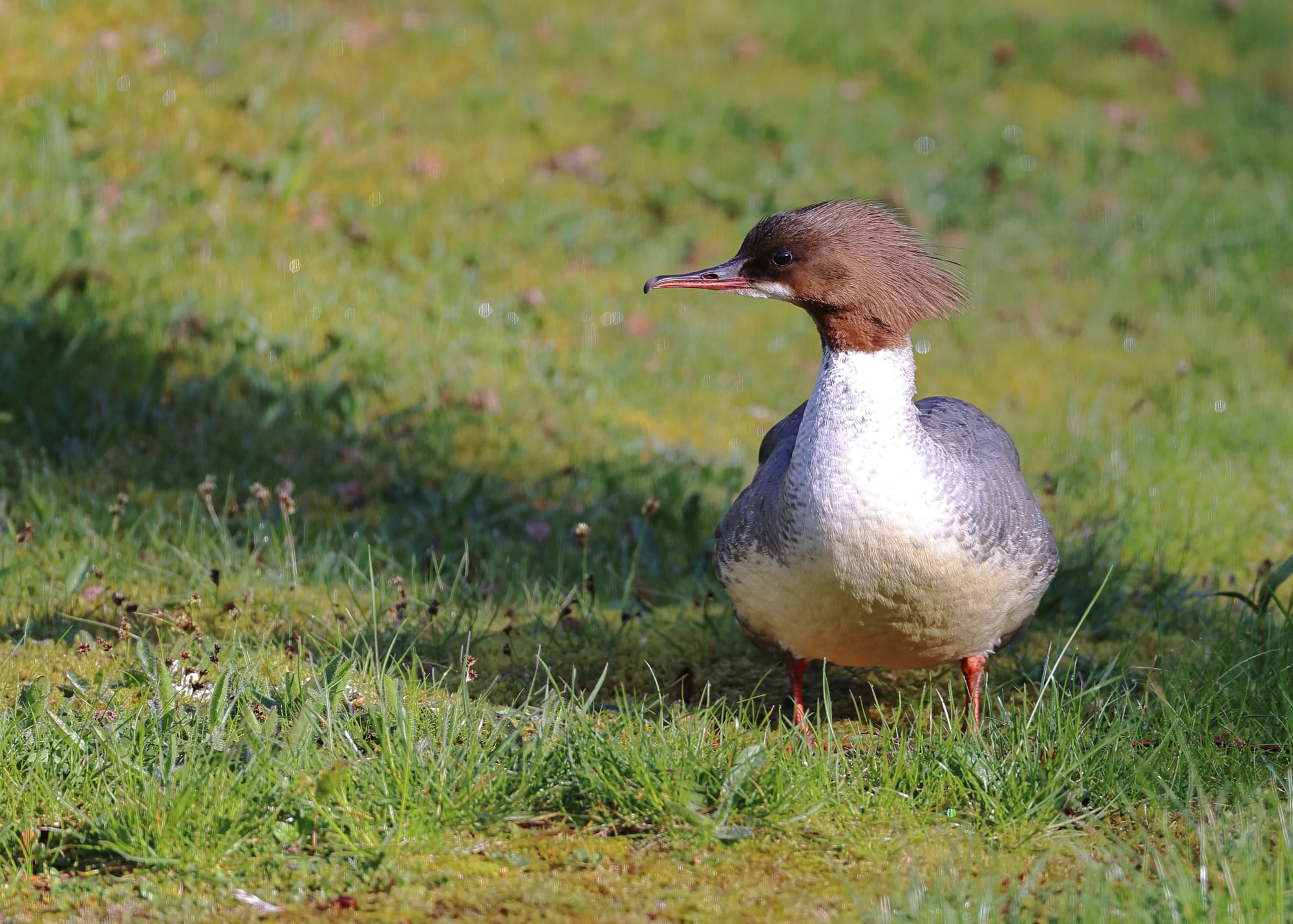 Goosander