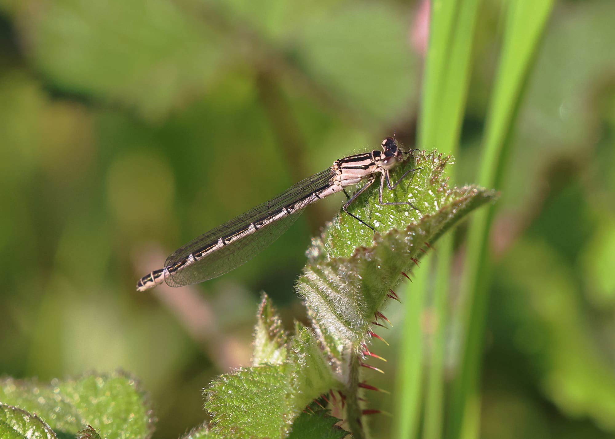 Common Blue Damselfly