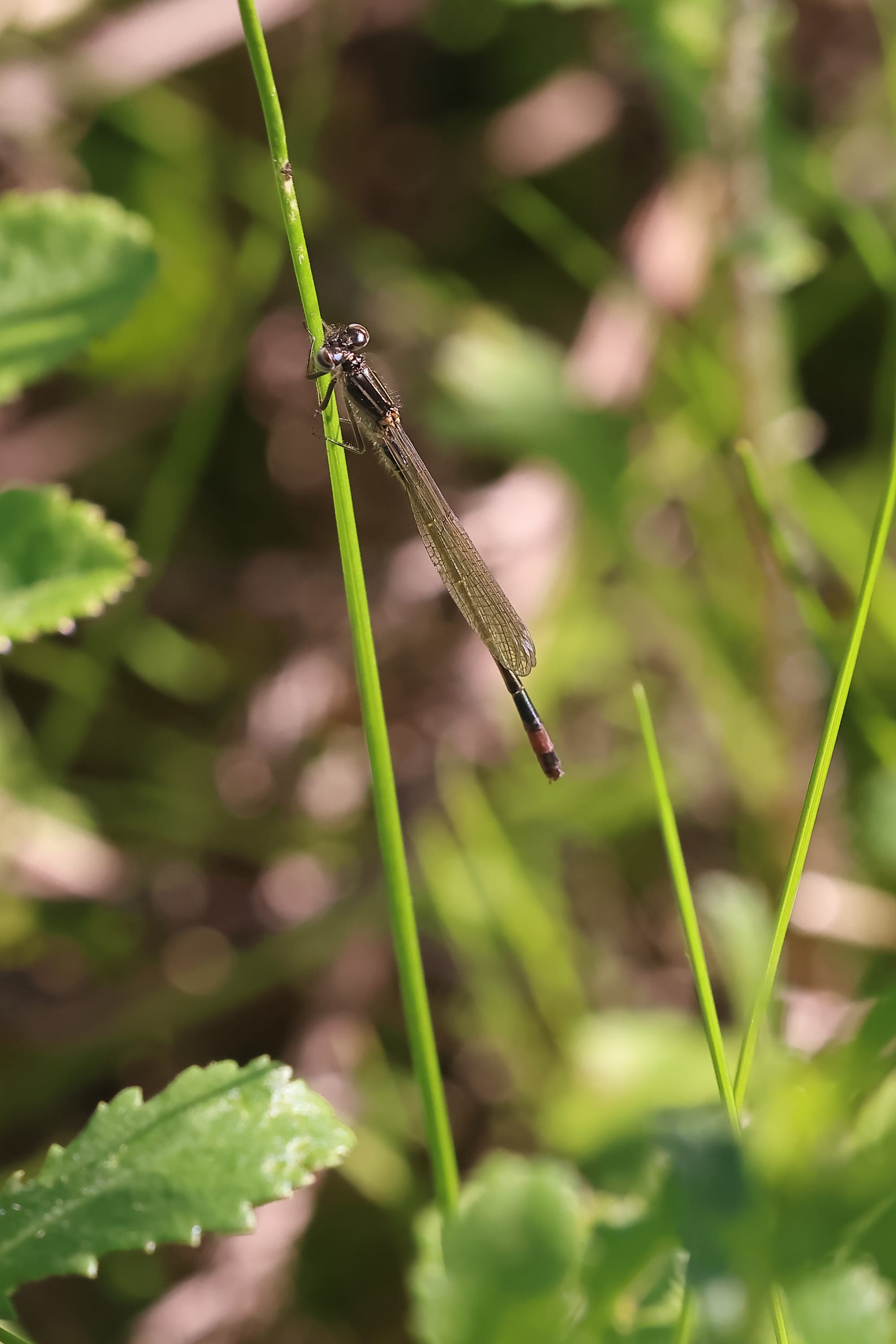 Blue-tailed Damselfly