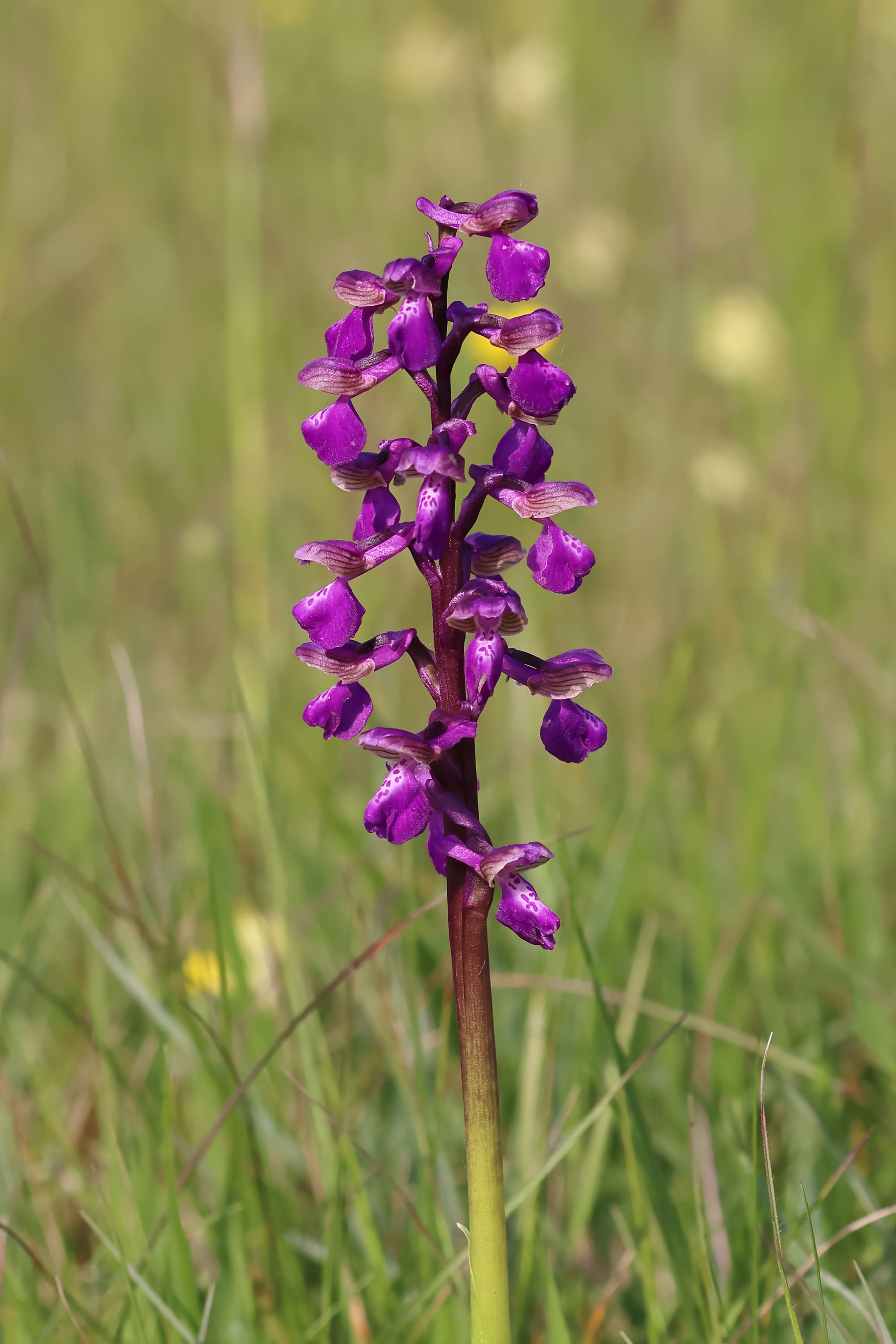 Green-winged Orchid