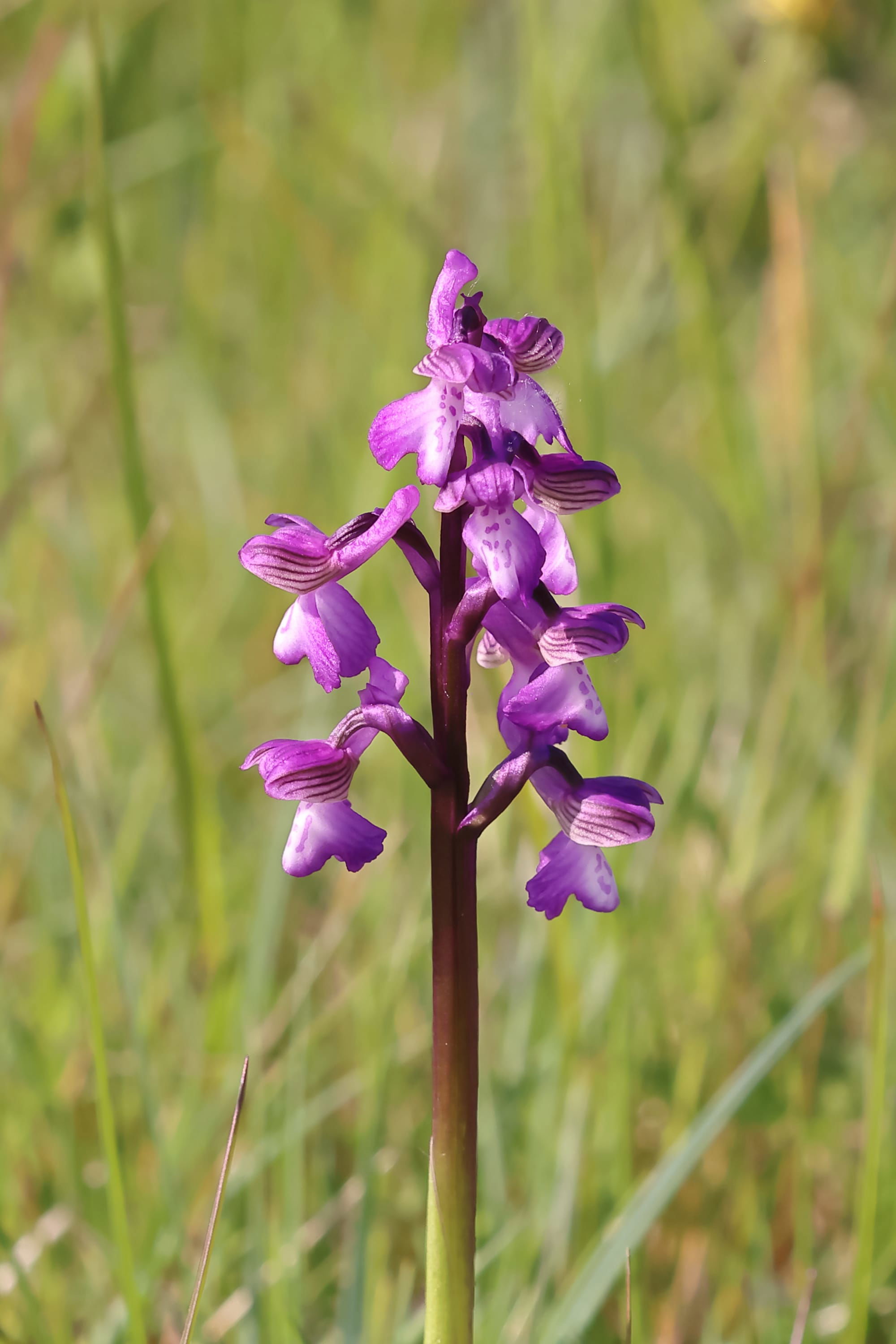 Green-winged Orchid