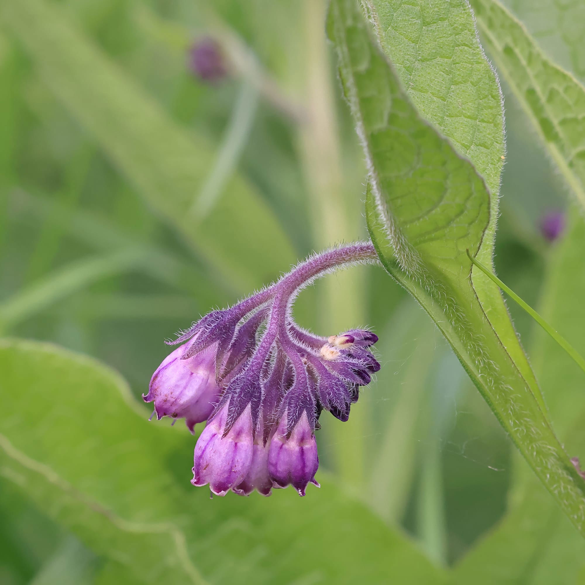 Comfrey