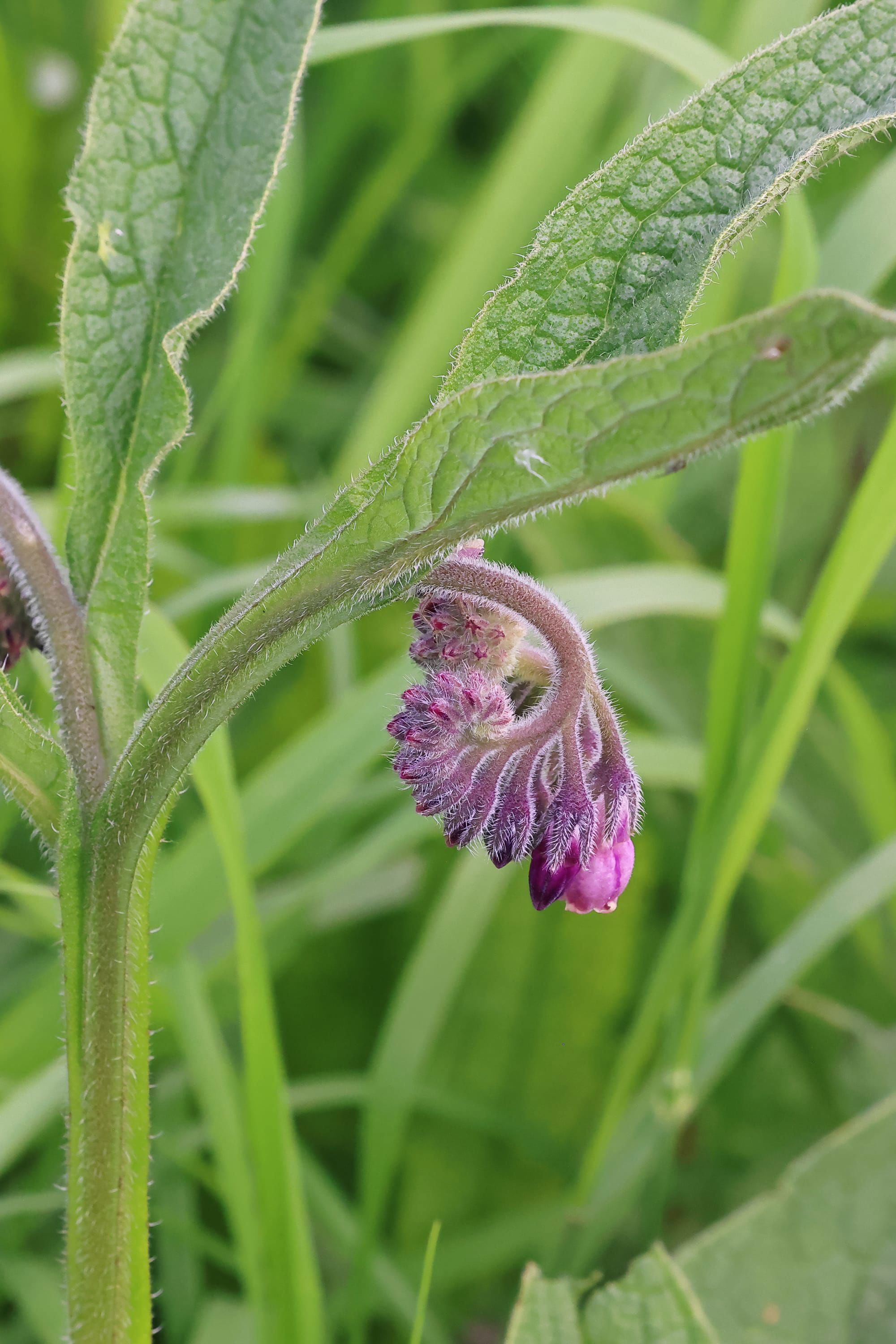 Comfrey