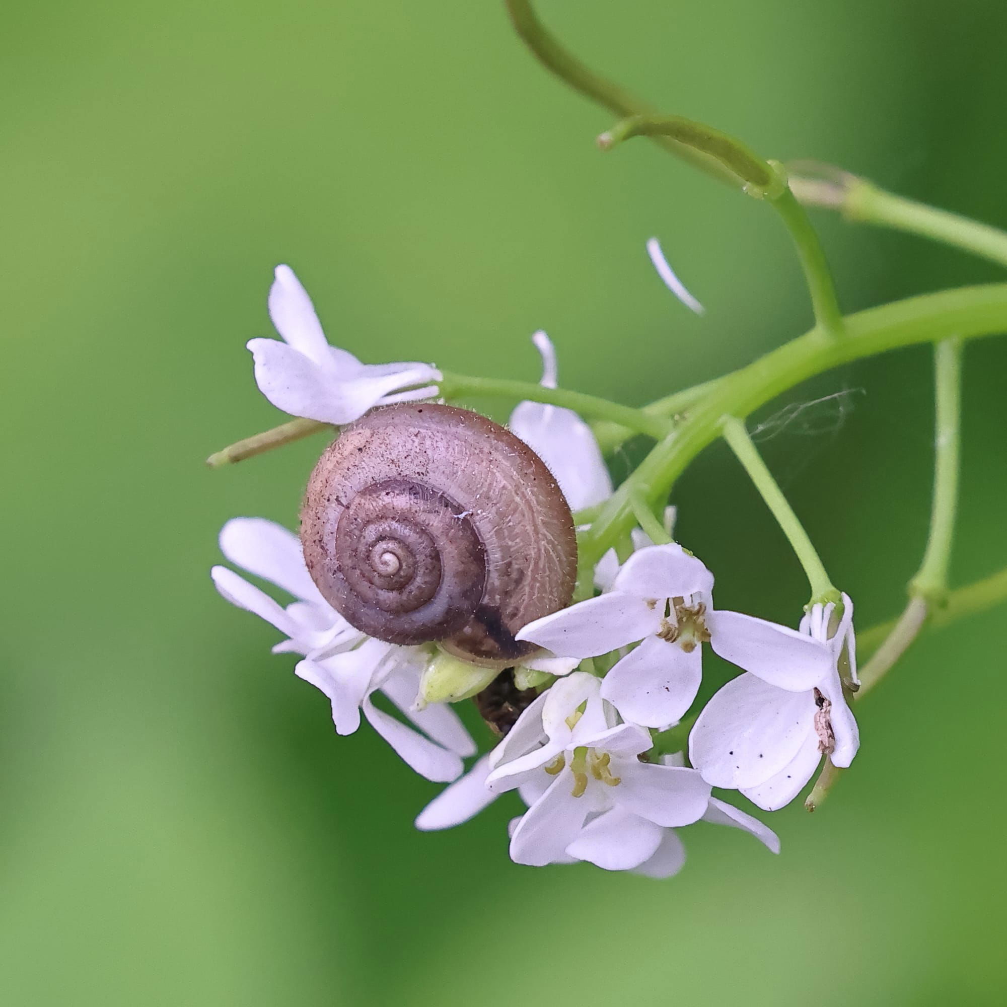 Hairy snail