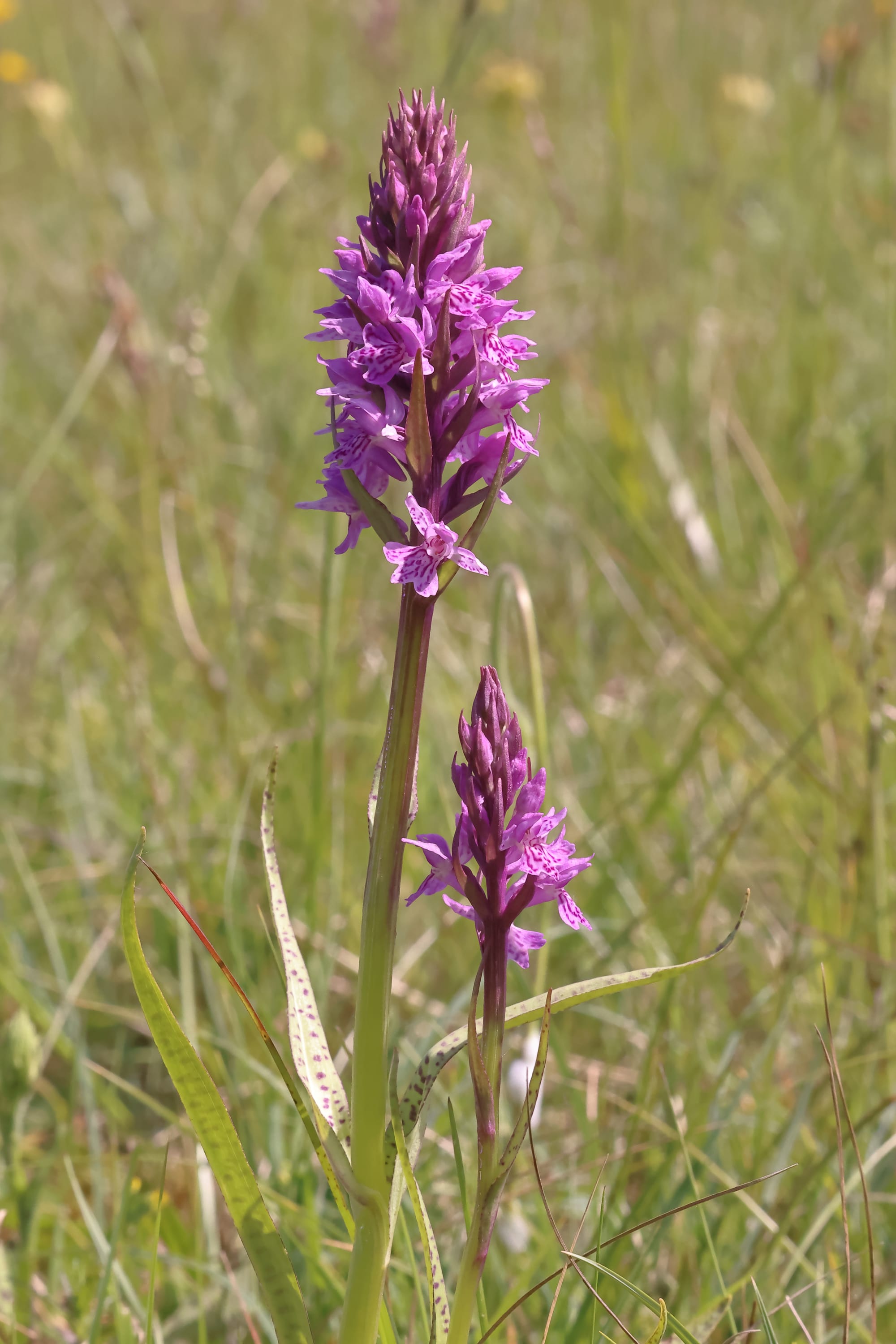 Southern Marsh x Common Spotted Orchid