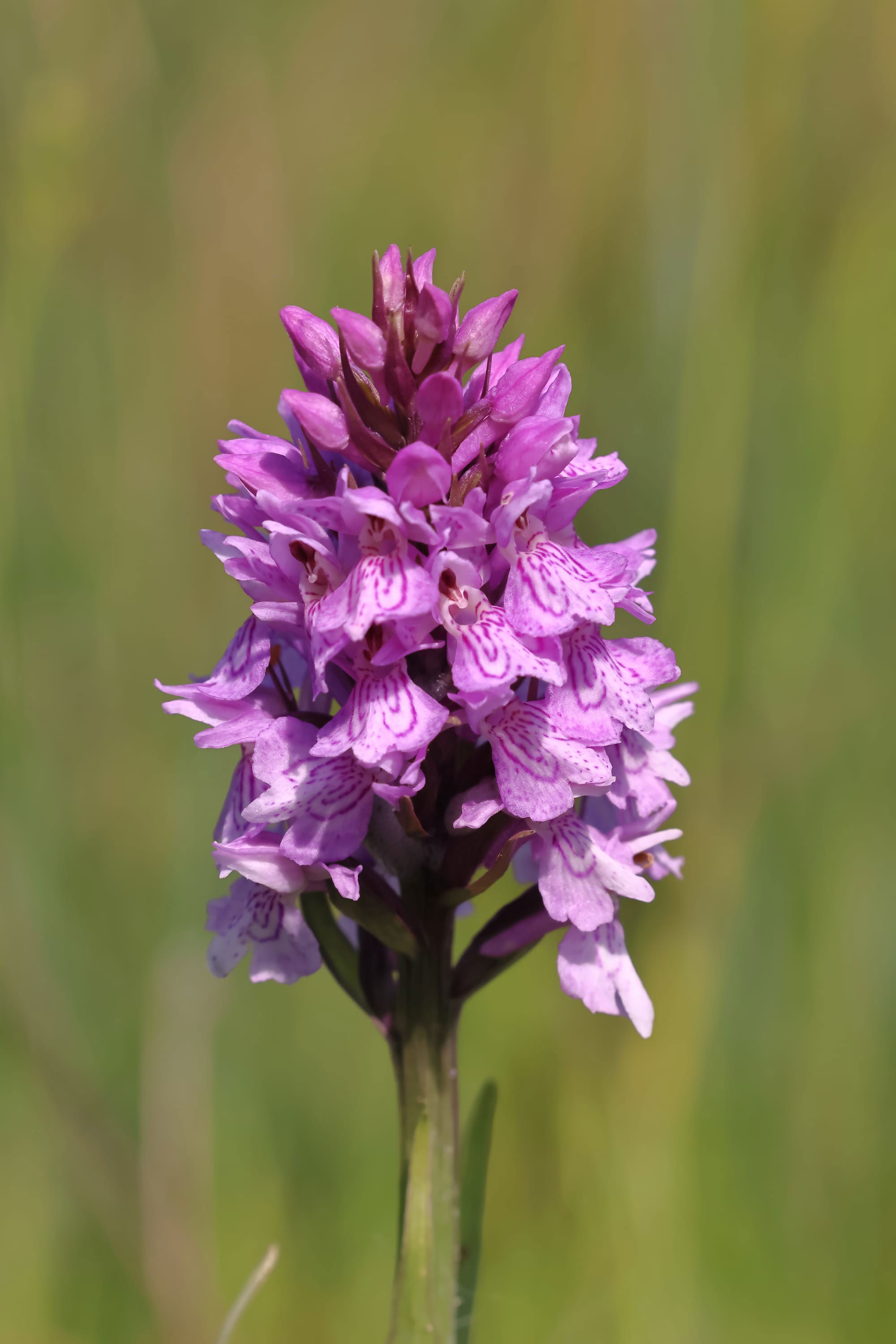 Southern Marsh x Common Spotted Orchid