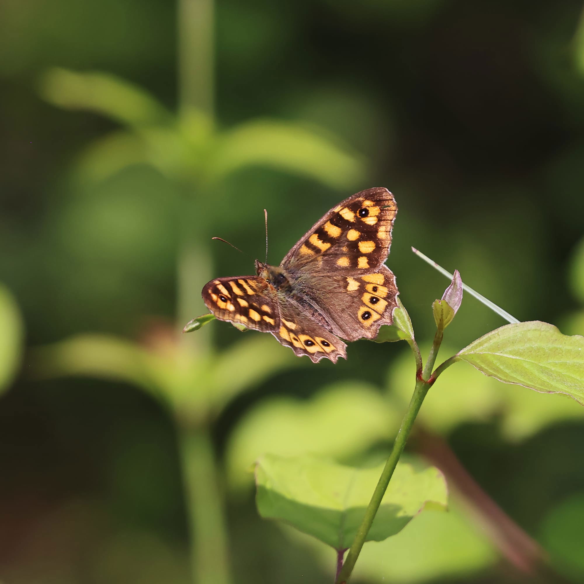 Speckled Wood