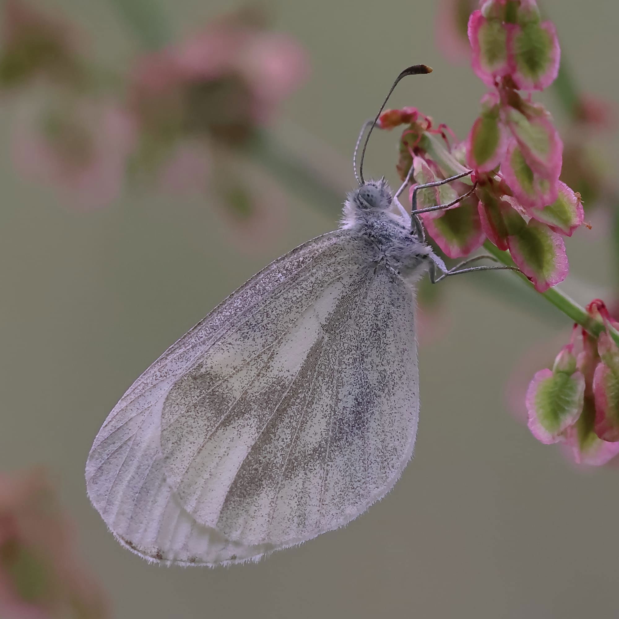 Wood white