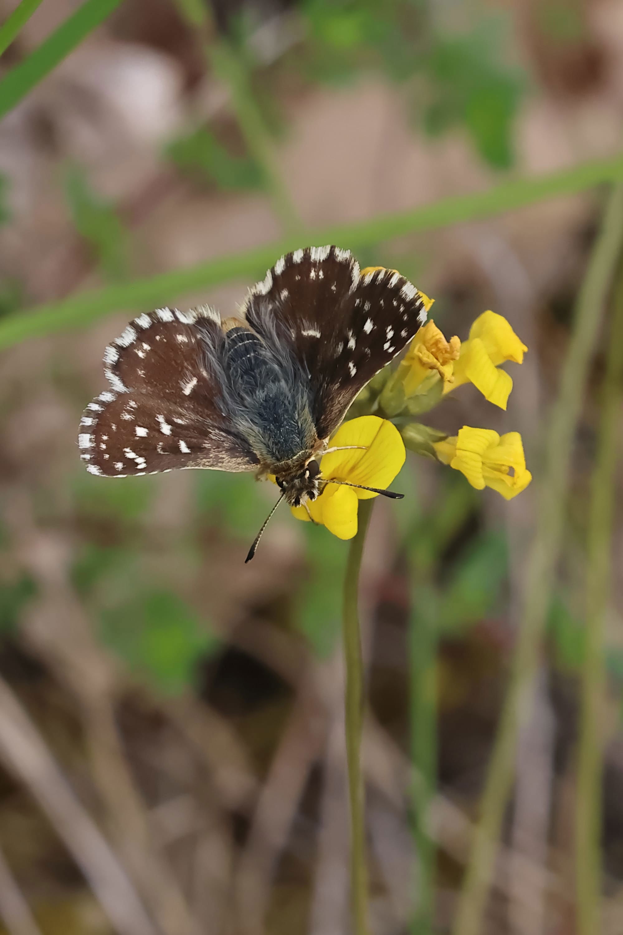 Grizzled Skipper