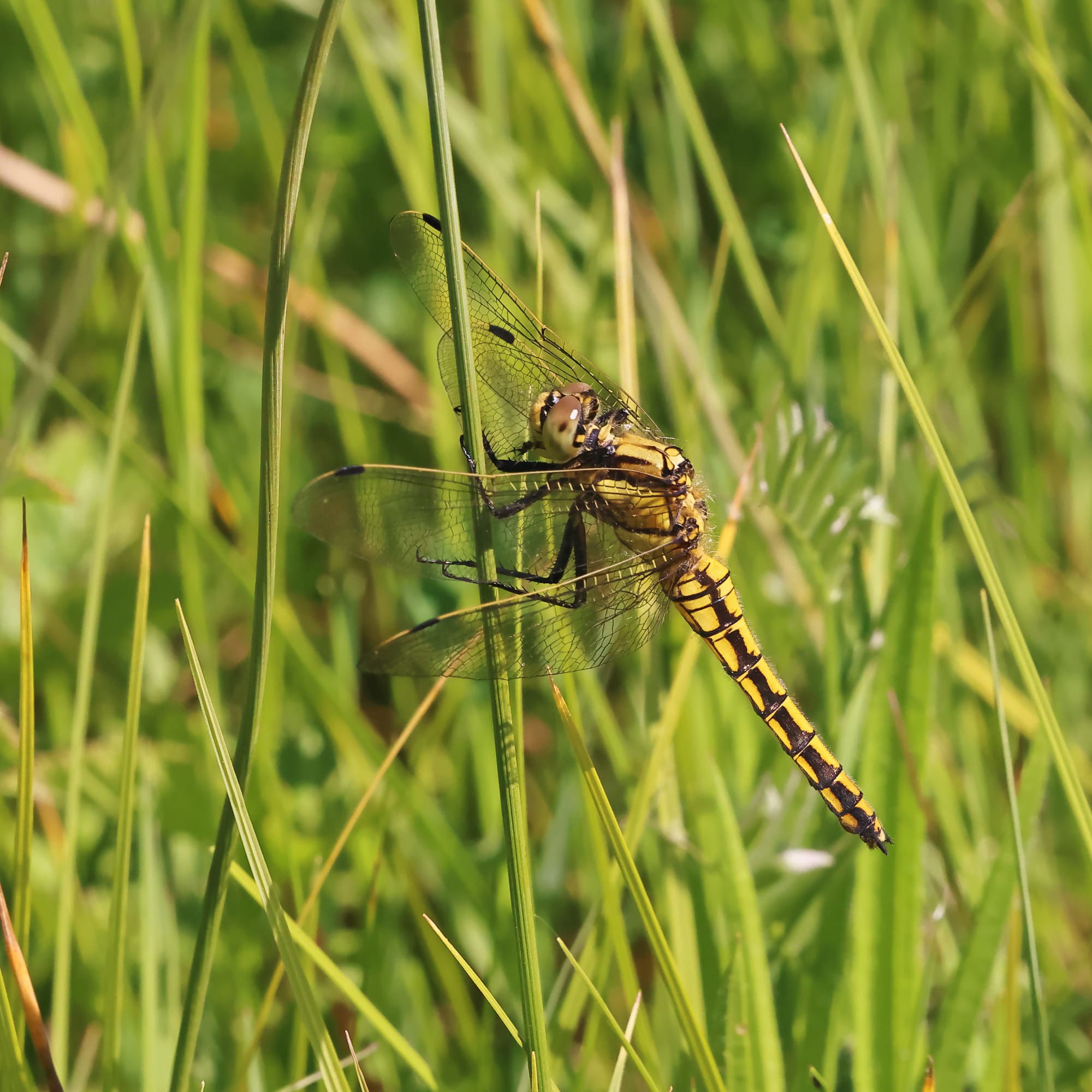 Black-tailed Skimmer