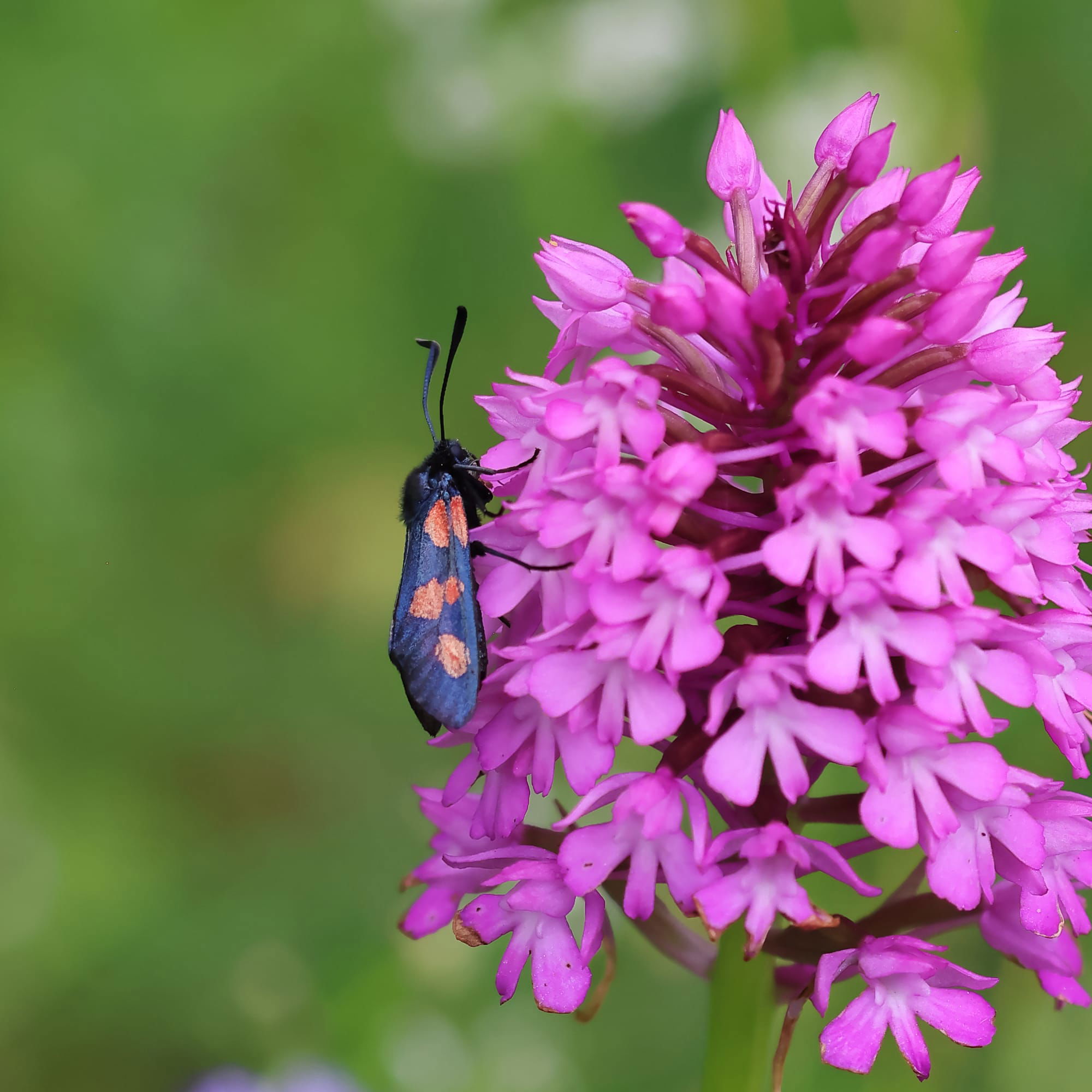 Six-spot Burnet