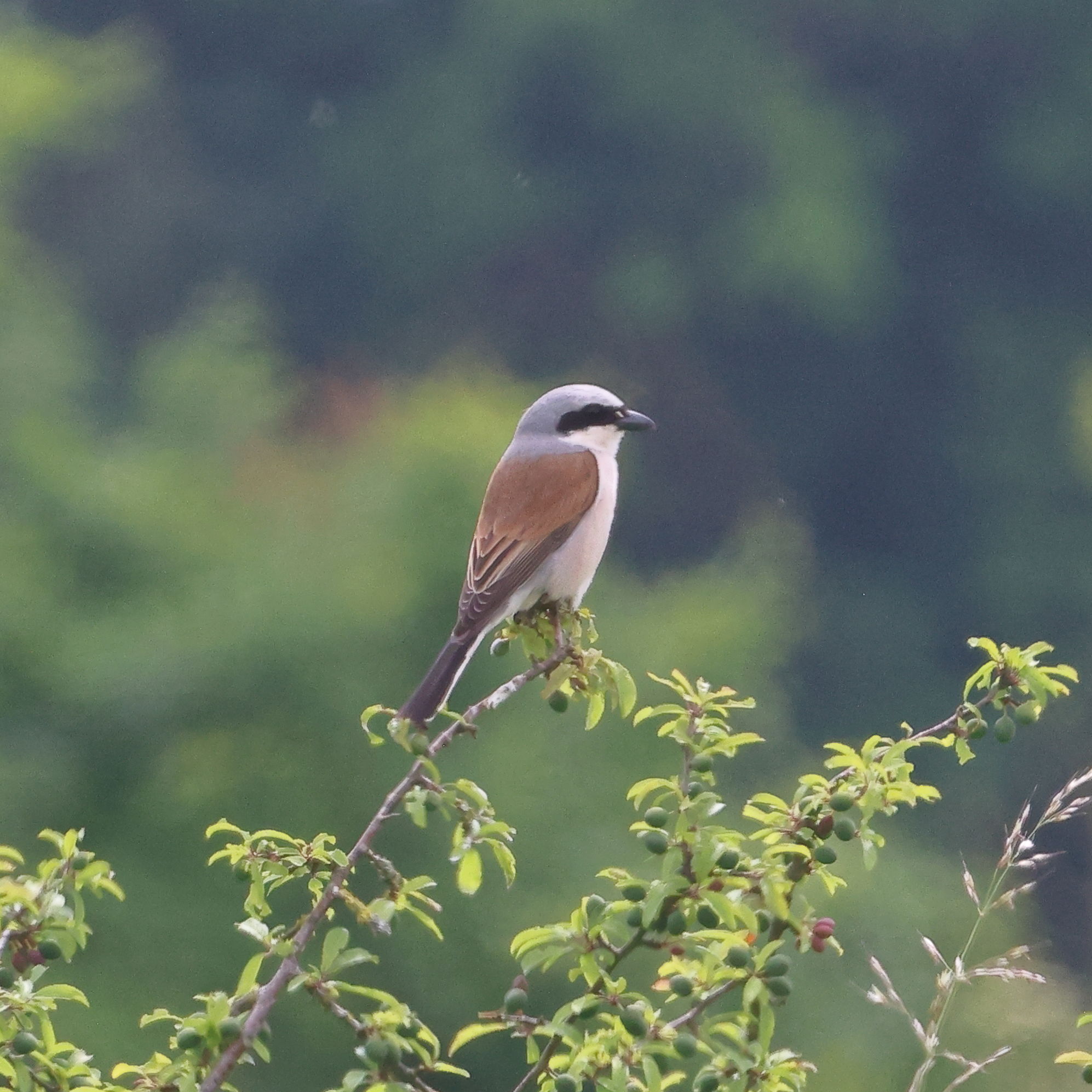 Red-backed Shrike