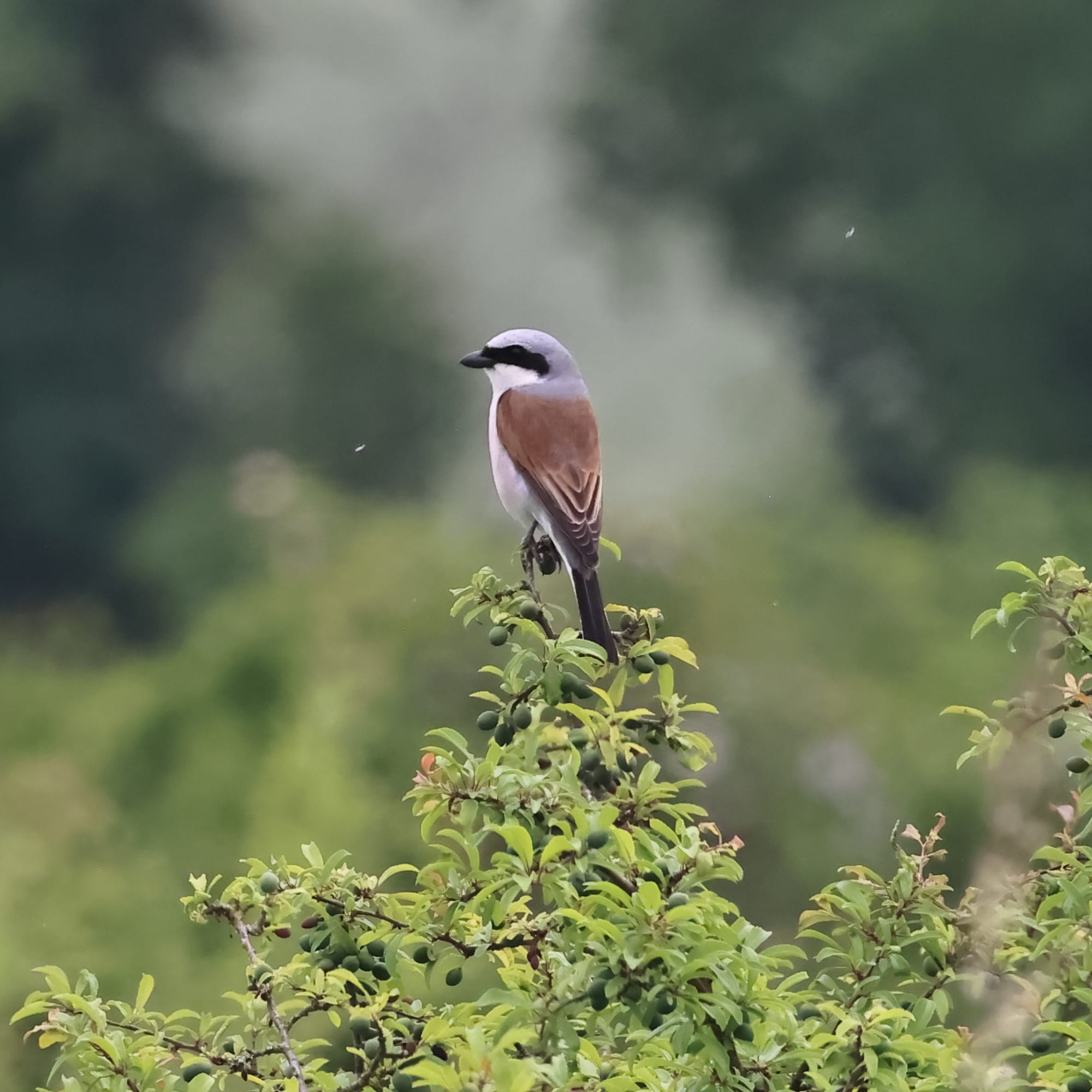 Red-backed Shrike