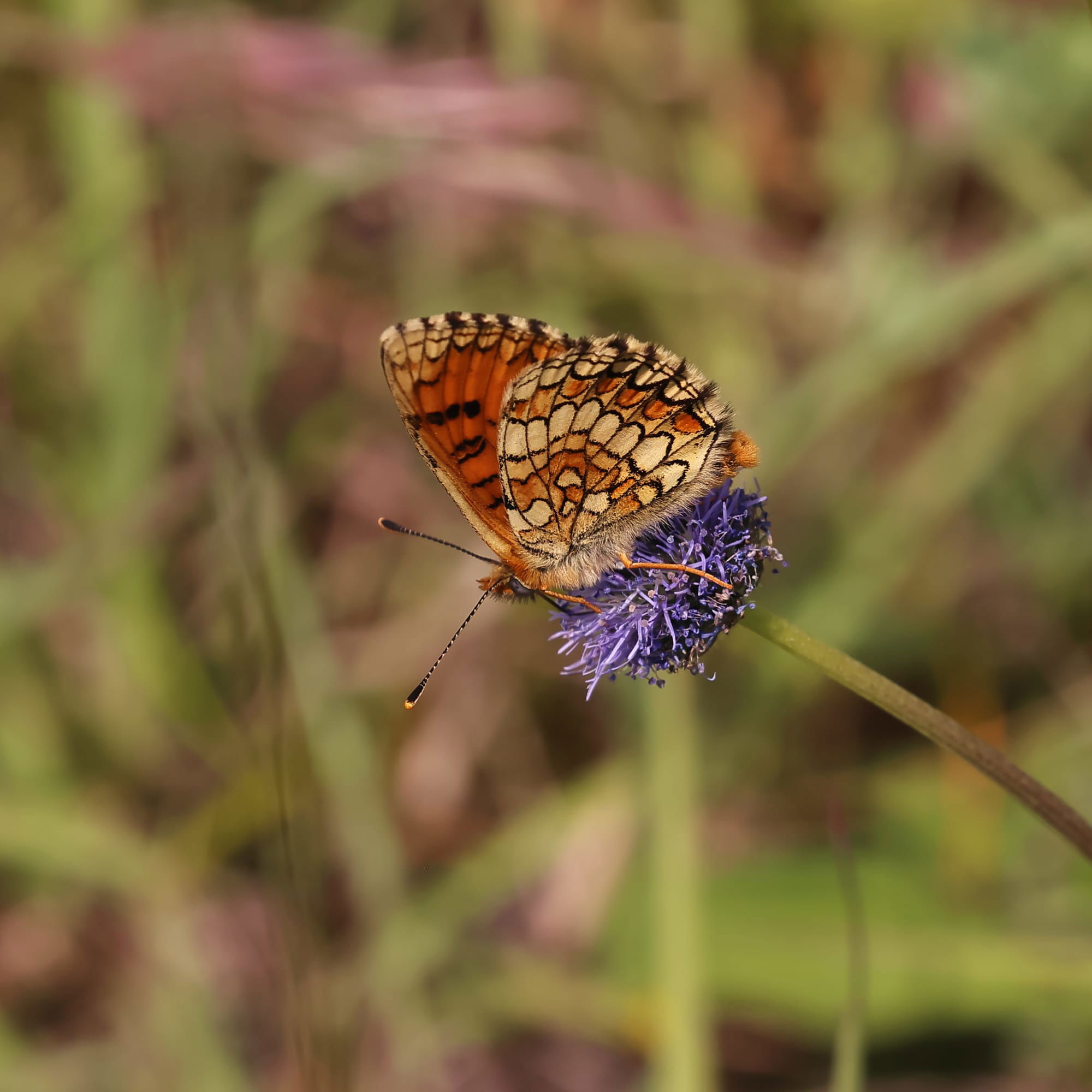 Meadow Fritillary