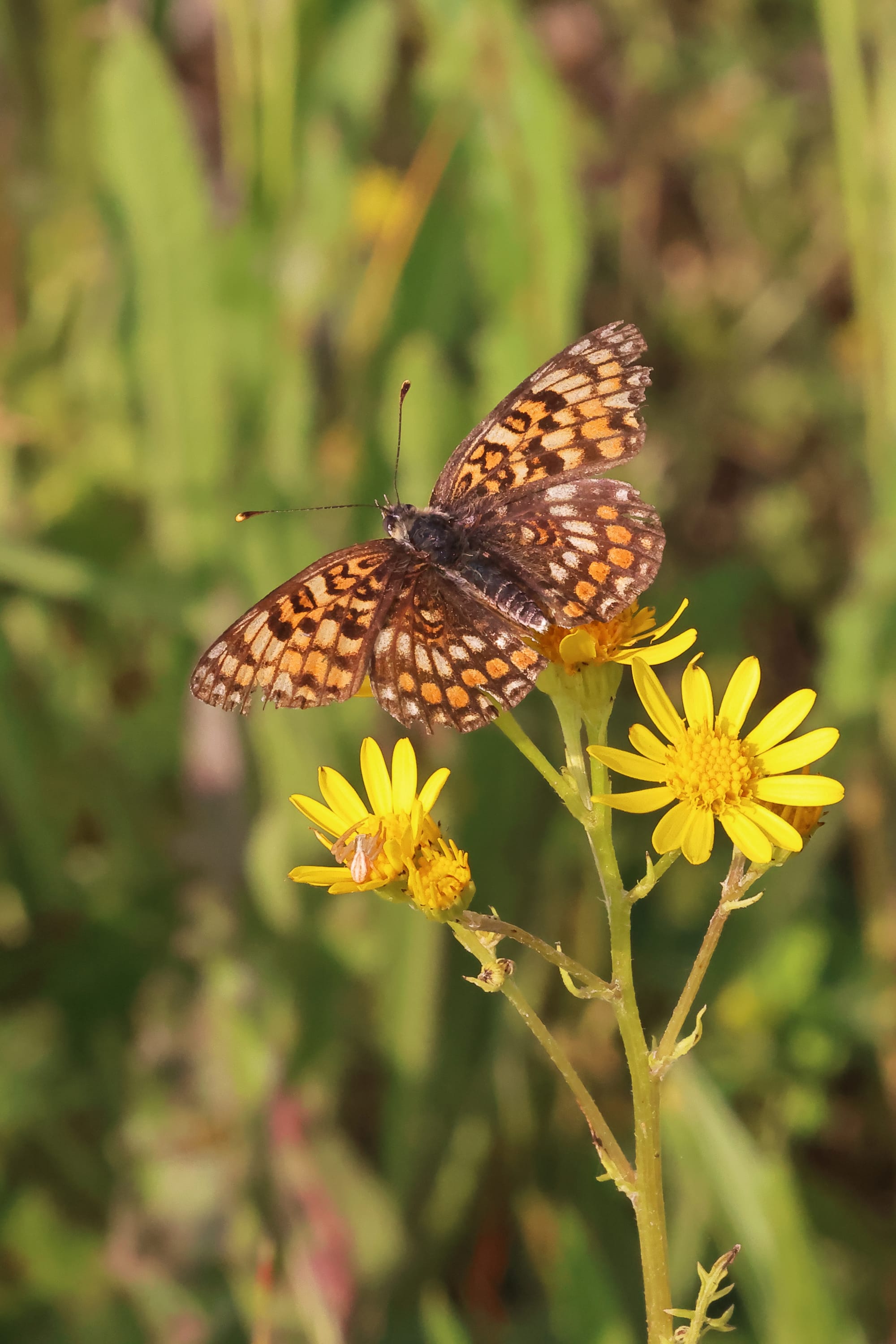 Knapweed Fritillary