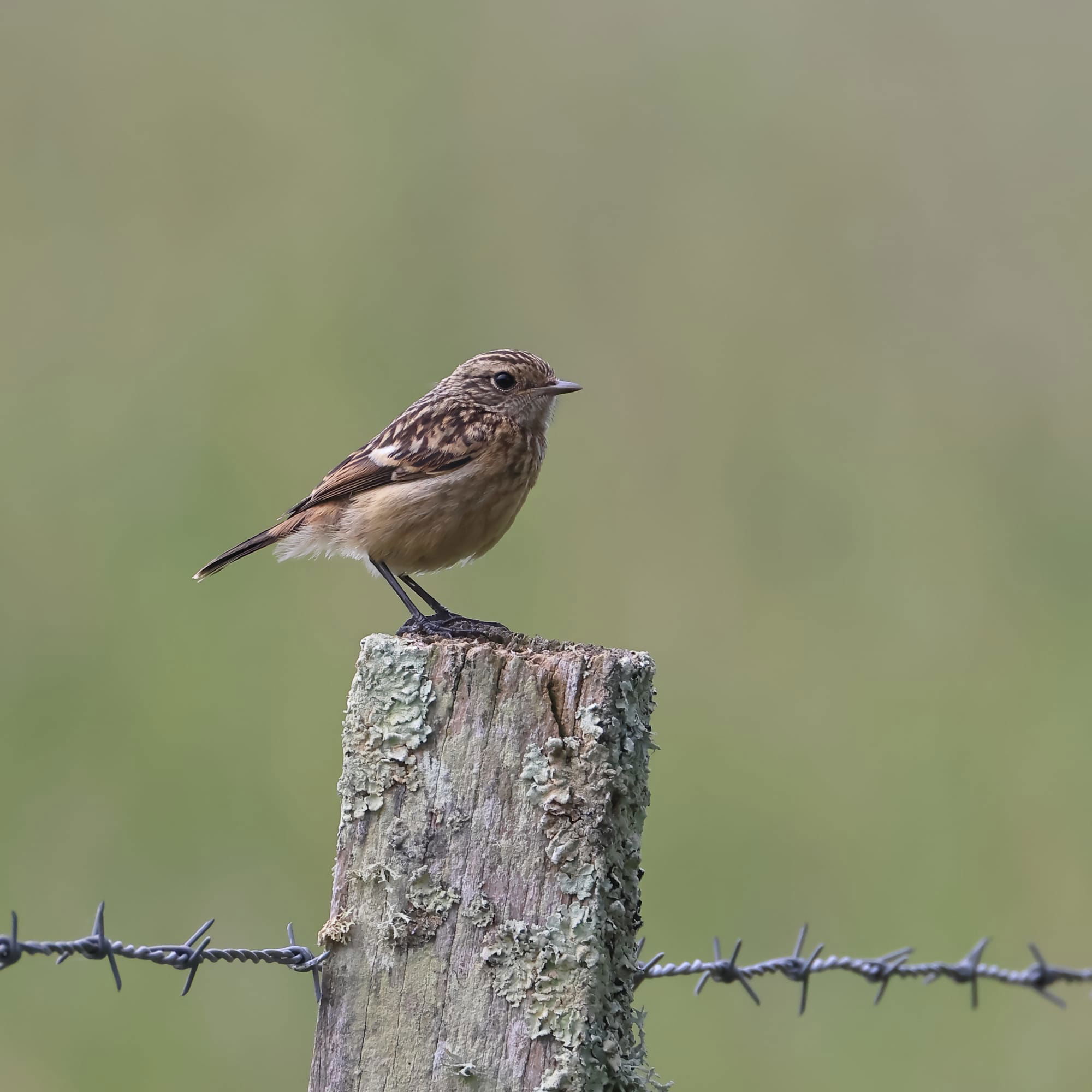 Stonechat