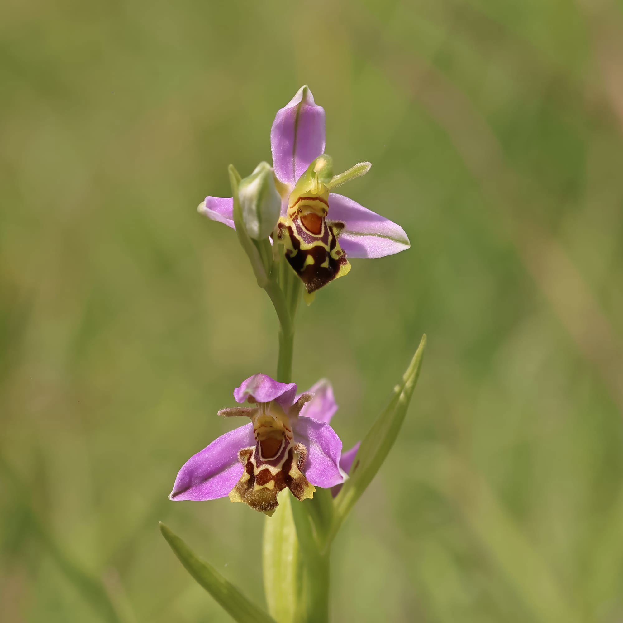 Bee Orchid