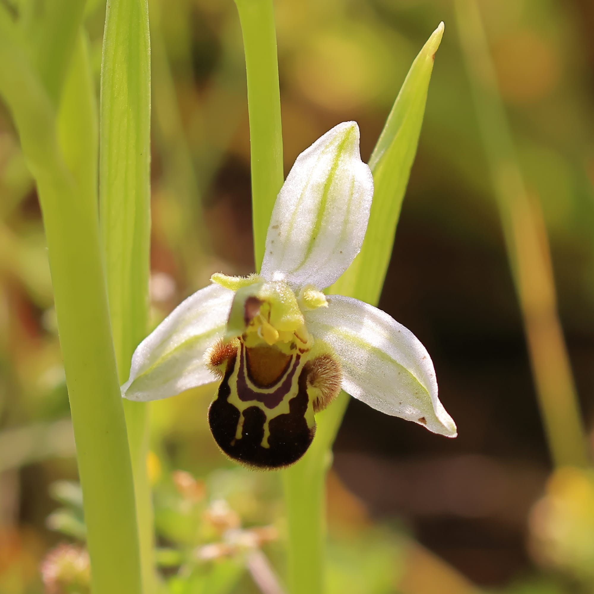 Bee Orchid