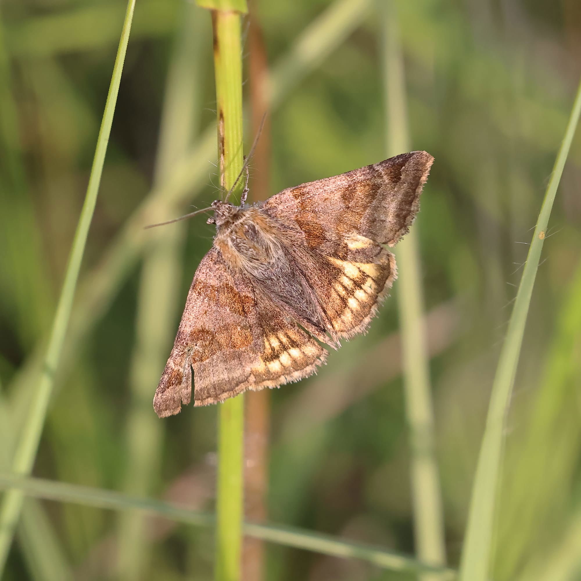 Burnet Companion Moth