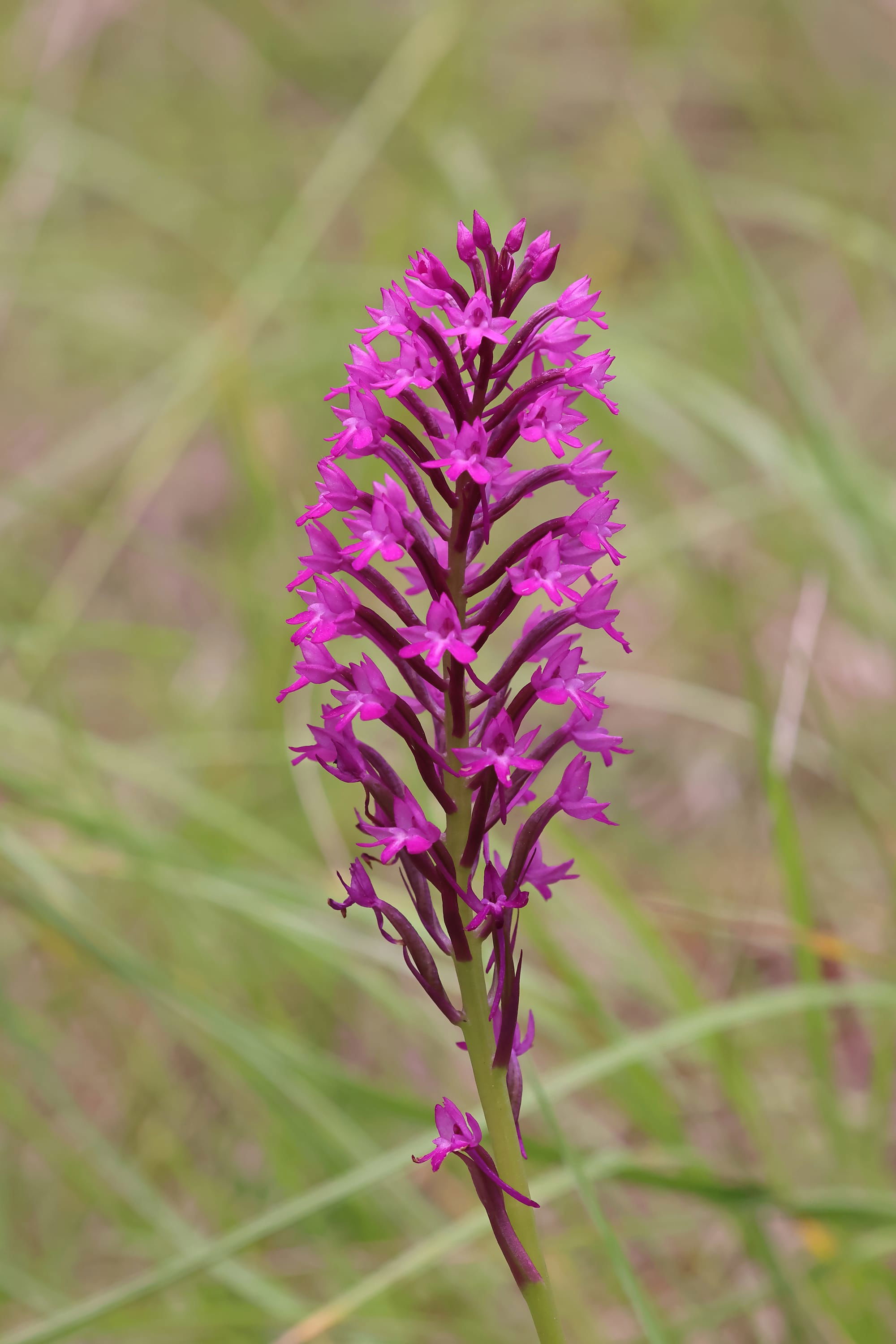 Pyramid Orchid