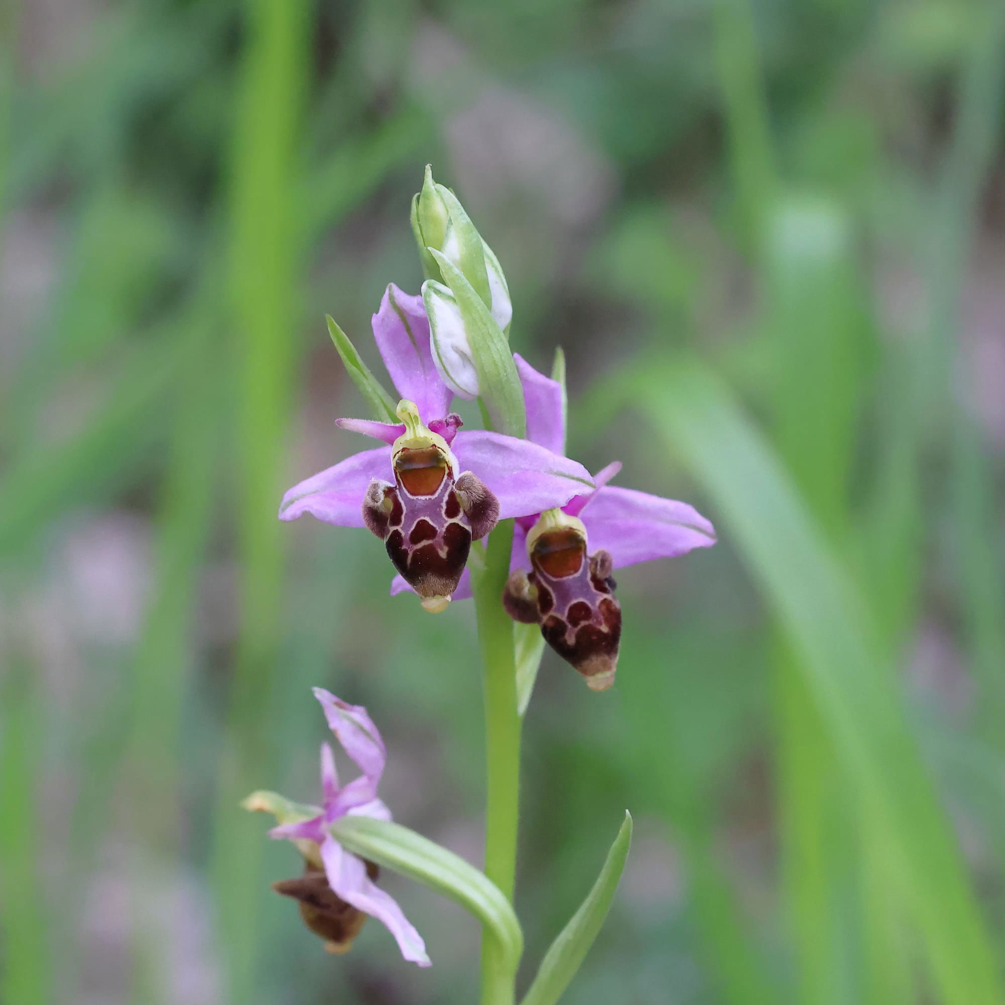 Woodcock Bee Orchid