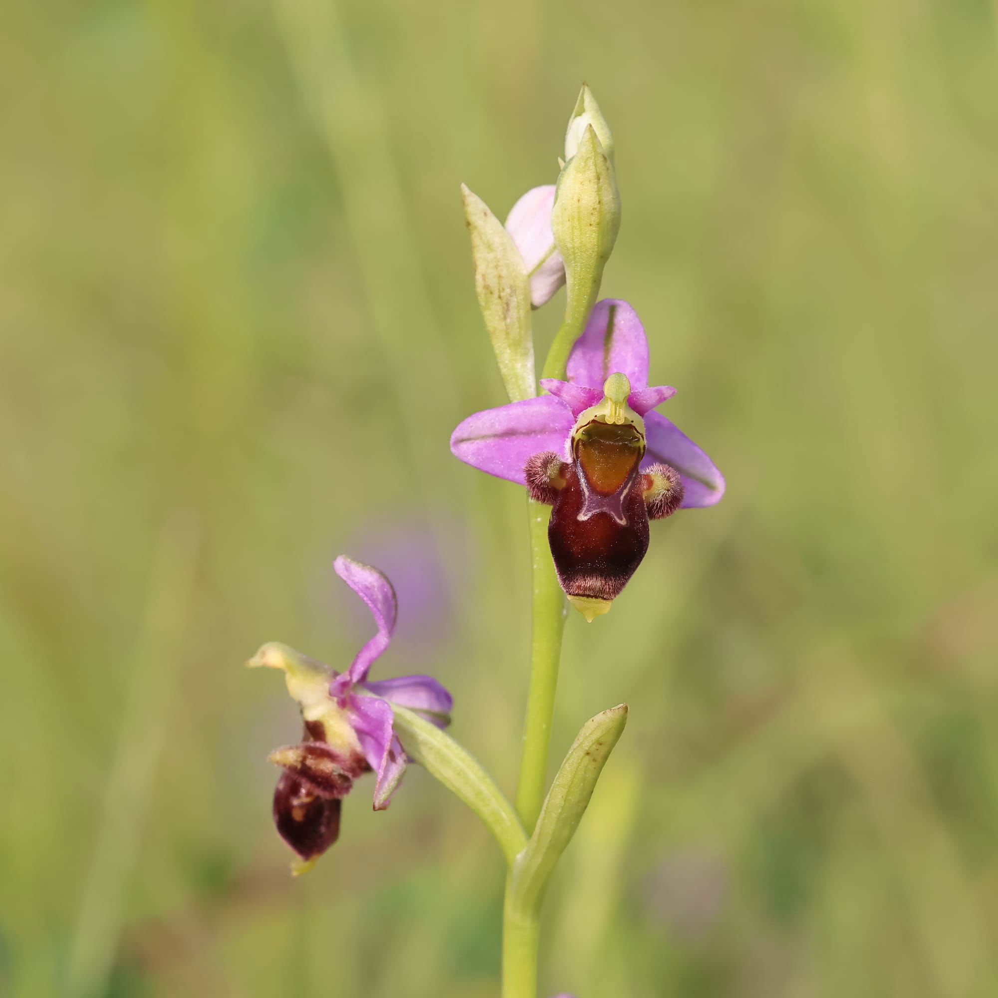 Woodcock Bee Orchid