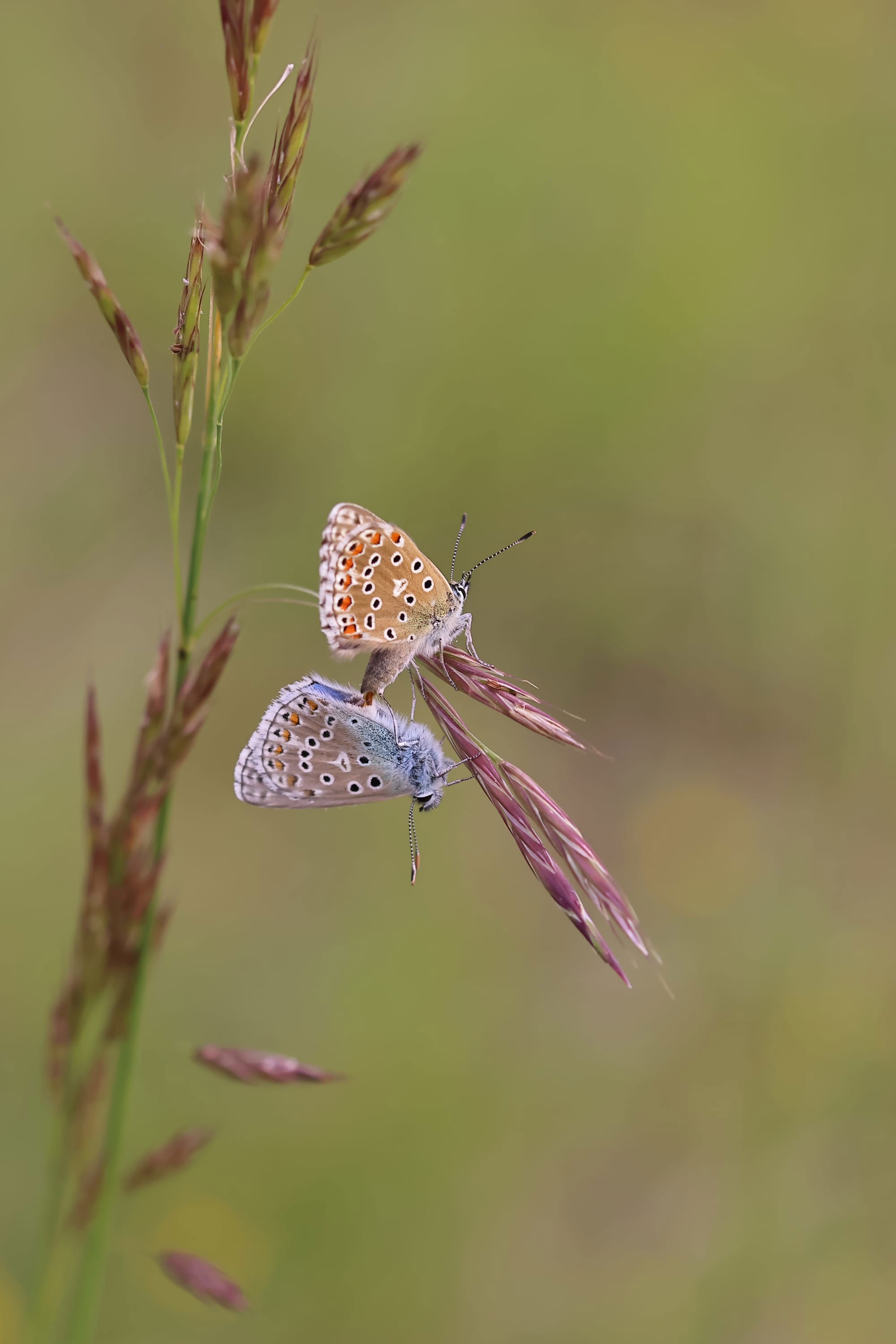 Common Blue