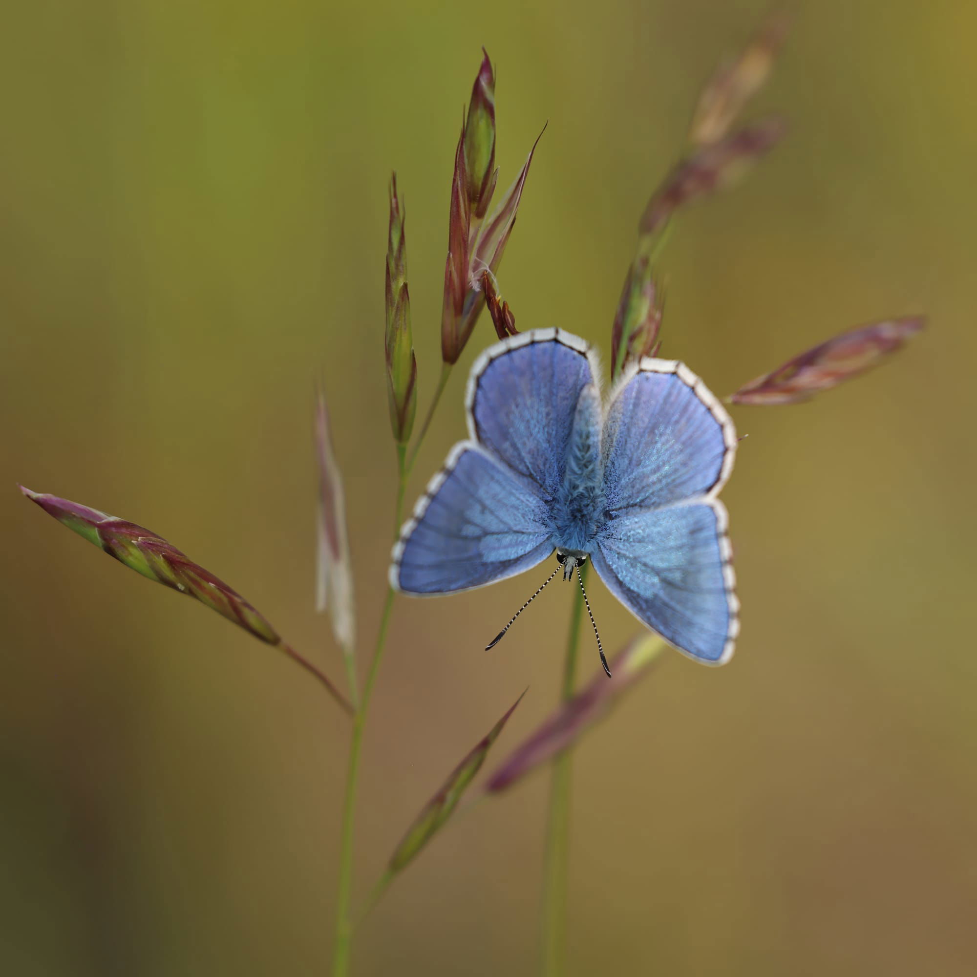 Adonis Blue