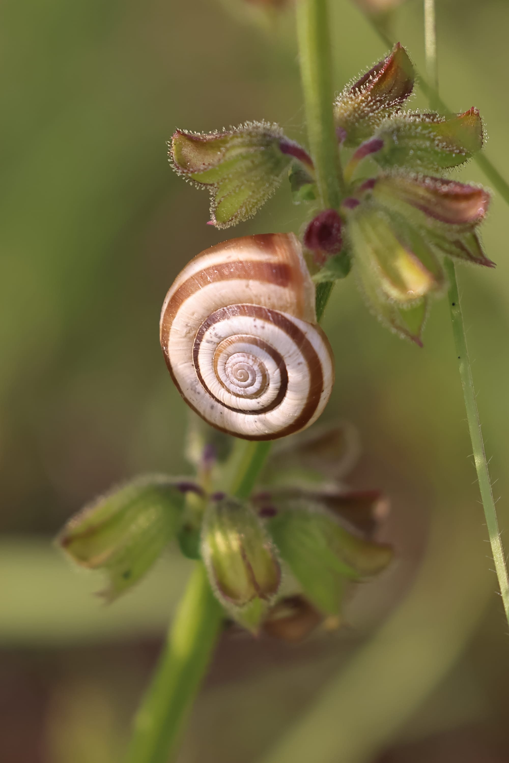 Western Heath Snail