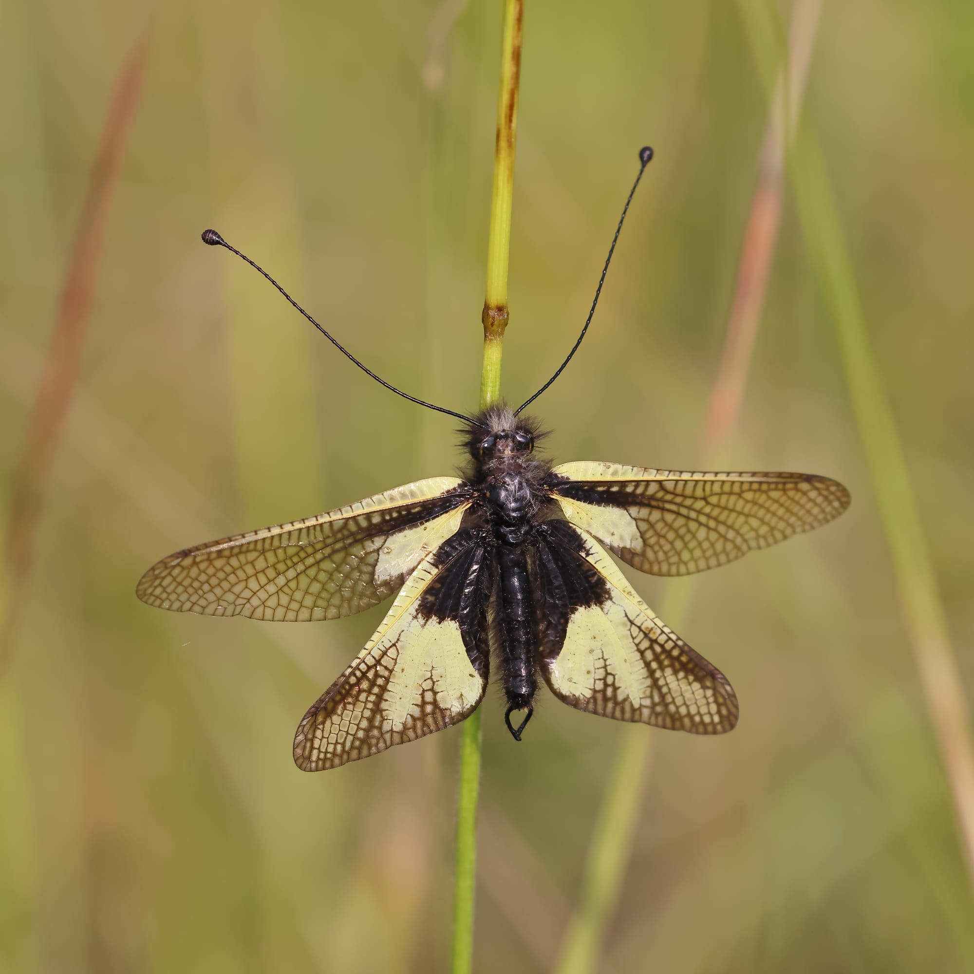 European Owlfly