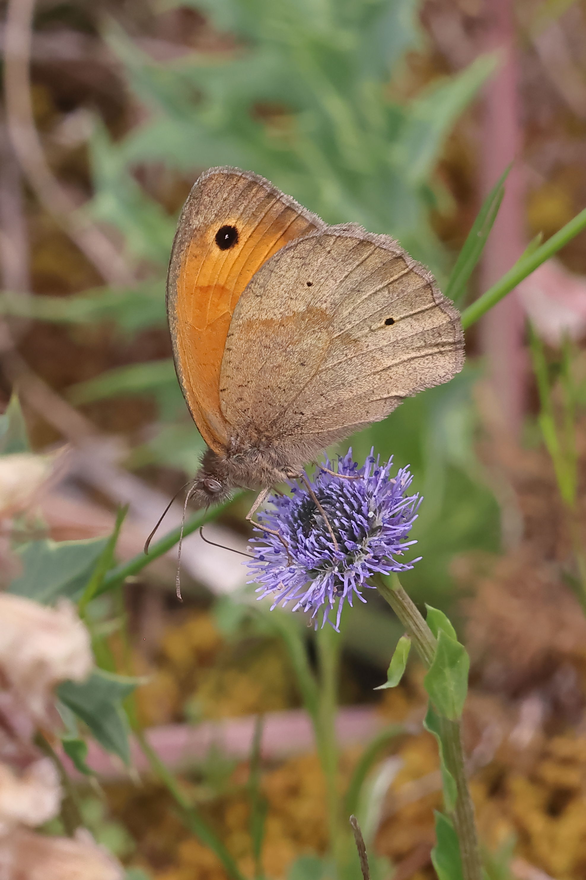 Meadow Brown