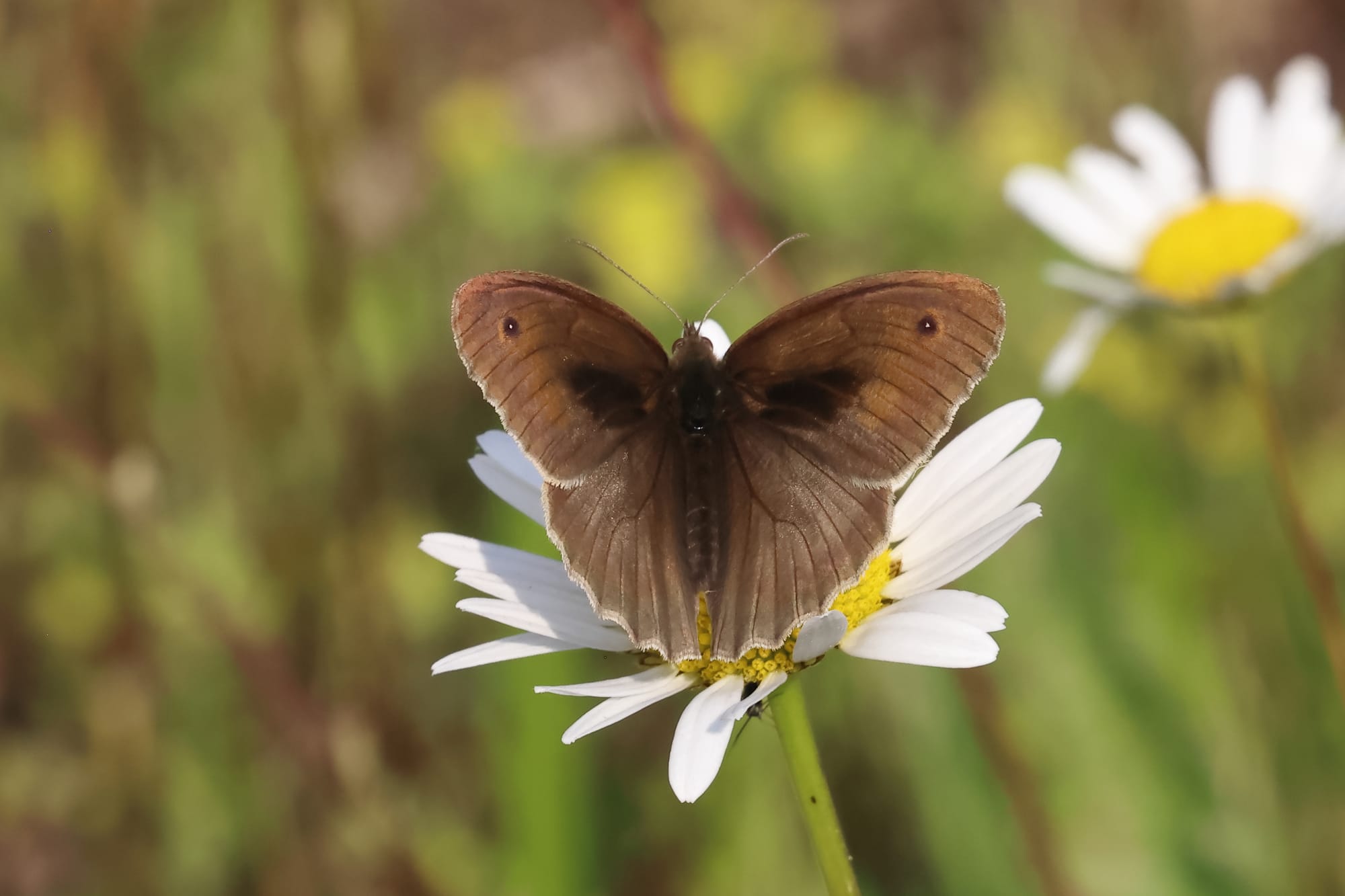 Meadow Brown