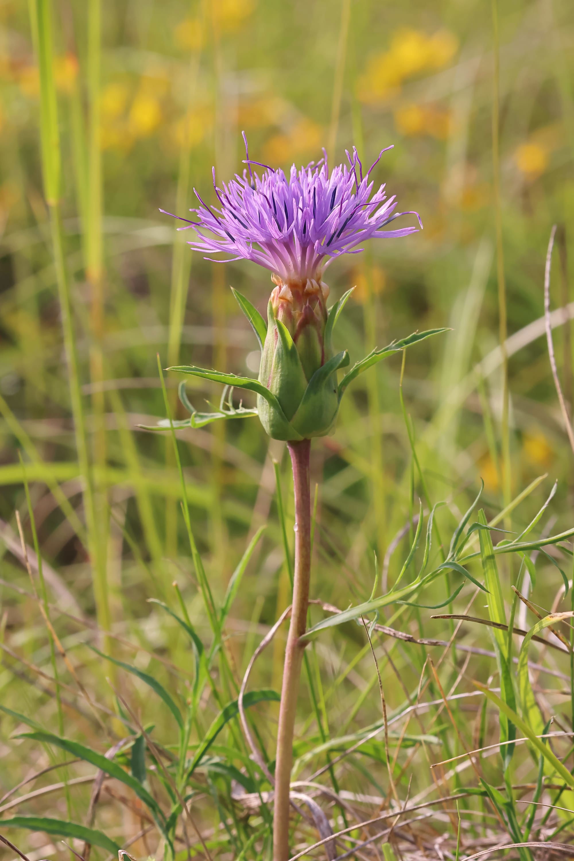 Distaff Thistle