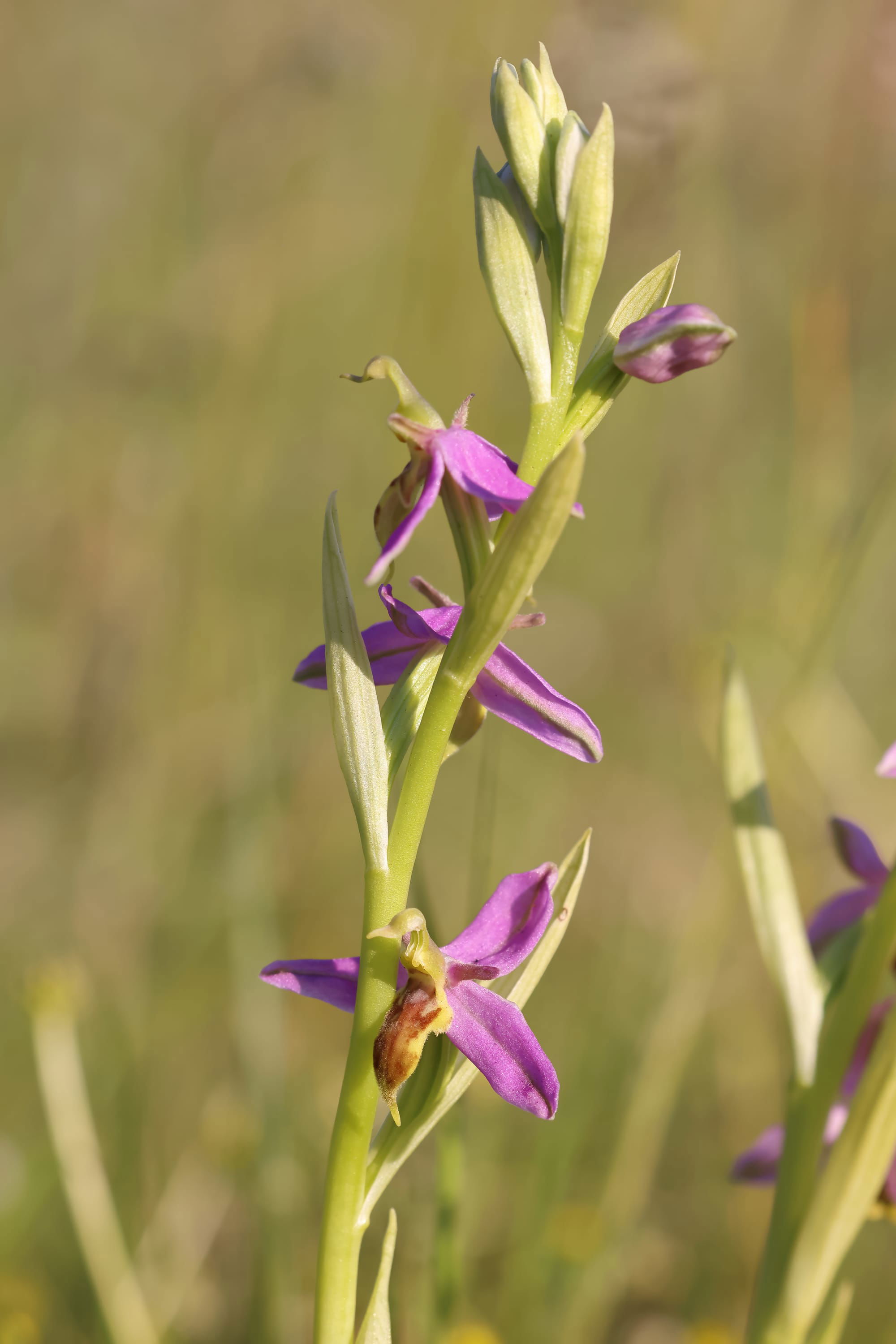 Wasp Orchid