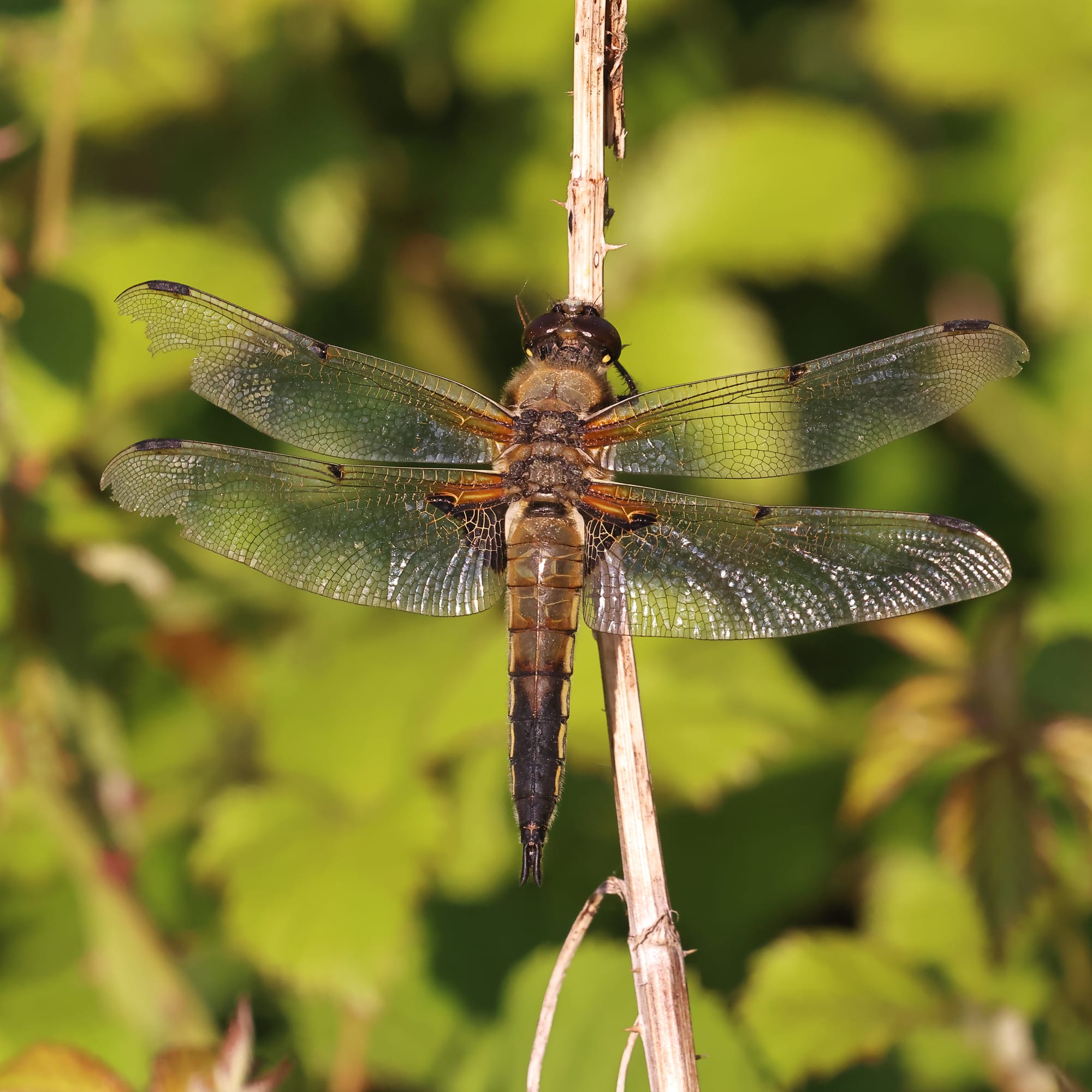 Four Spot Chaser