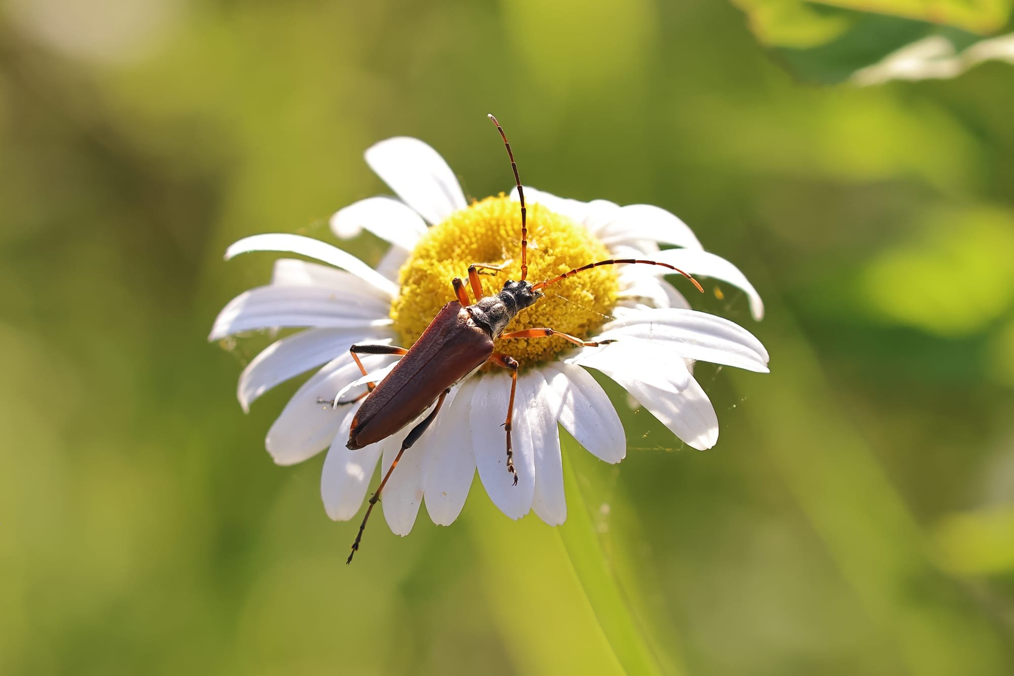 Variable Longhorn Beetle
