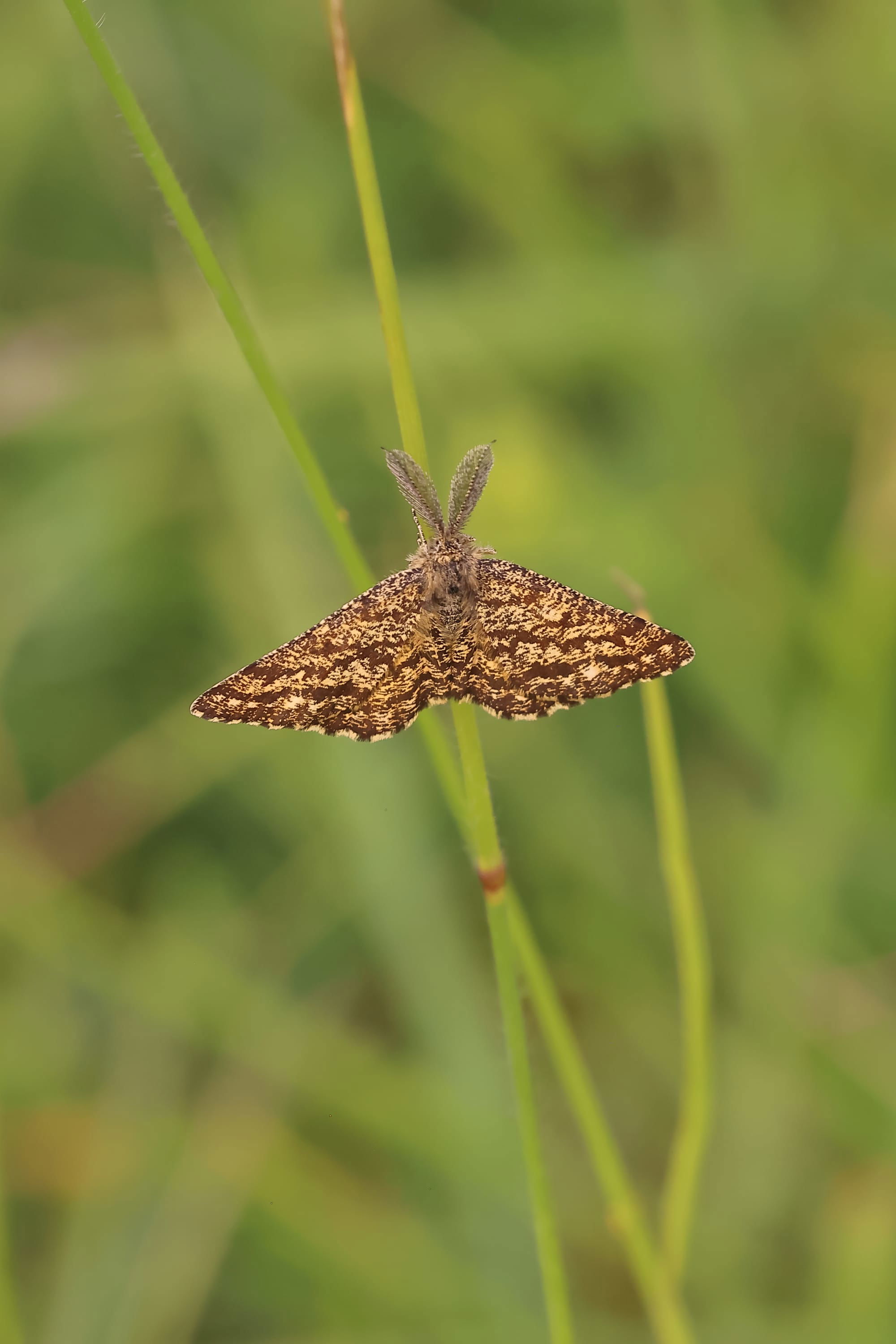 Common Heath Moth