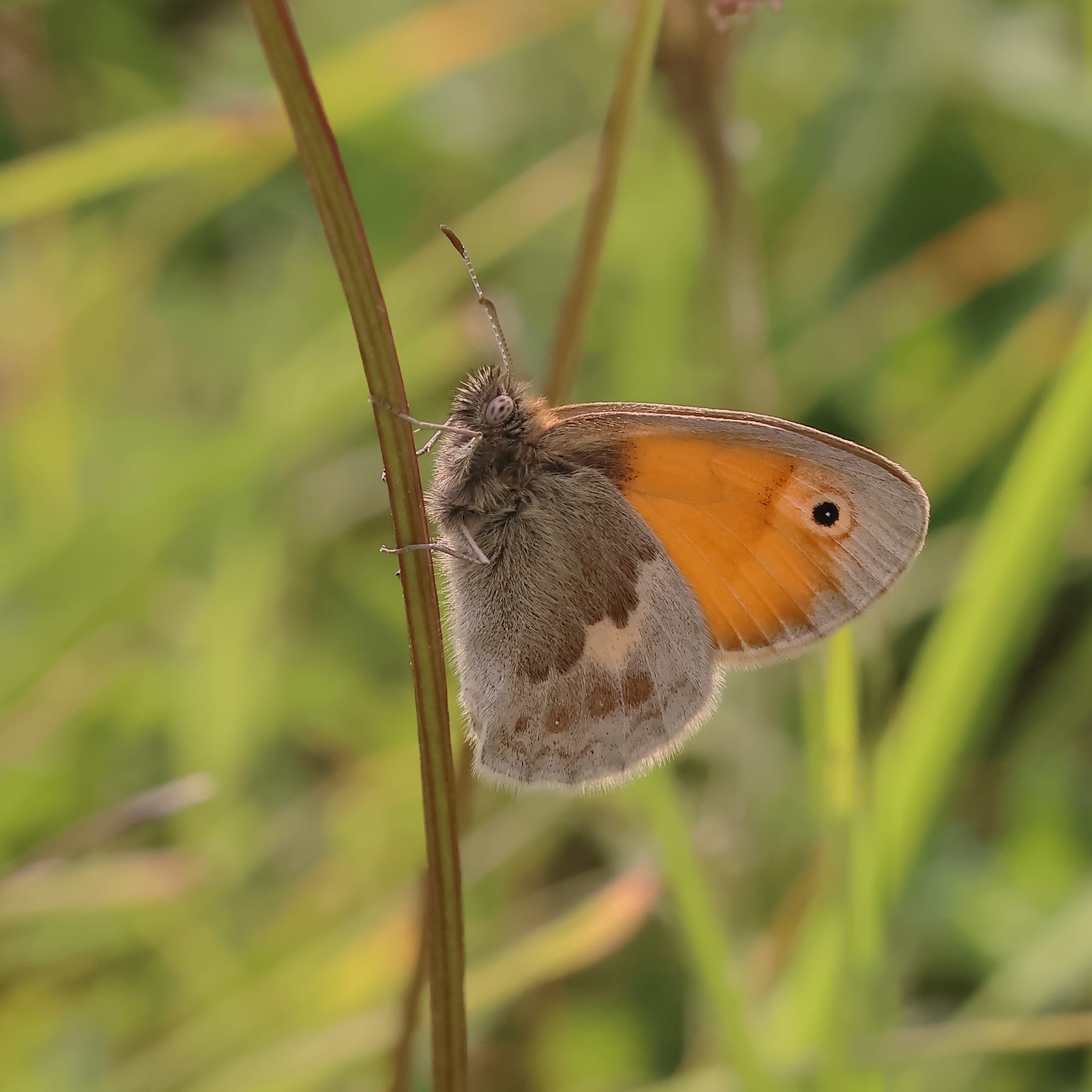 Small Heath